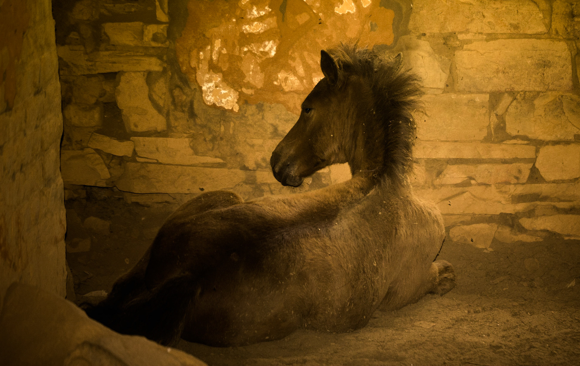 Wild horse resting in an abandoned building