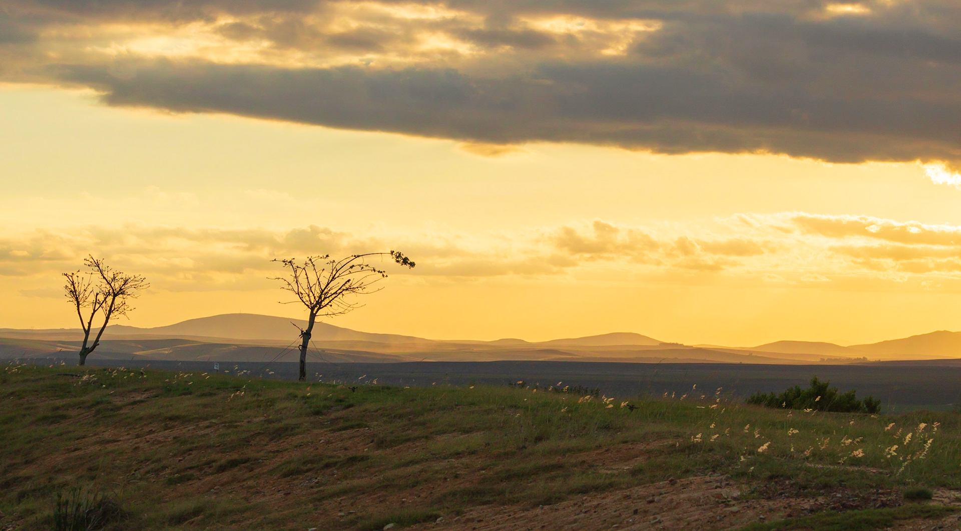 Tree Silhouette against a cloudy background
