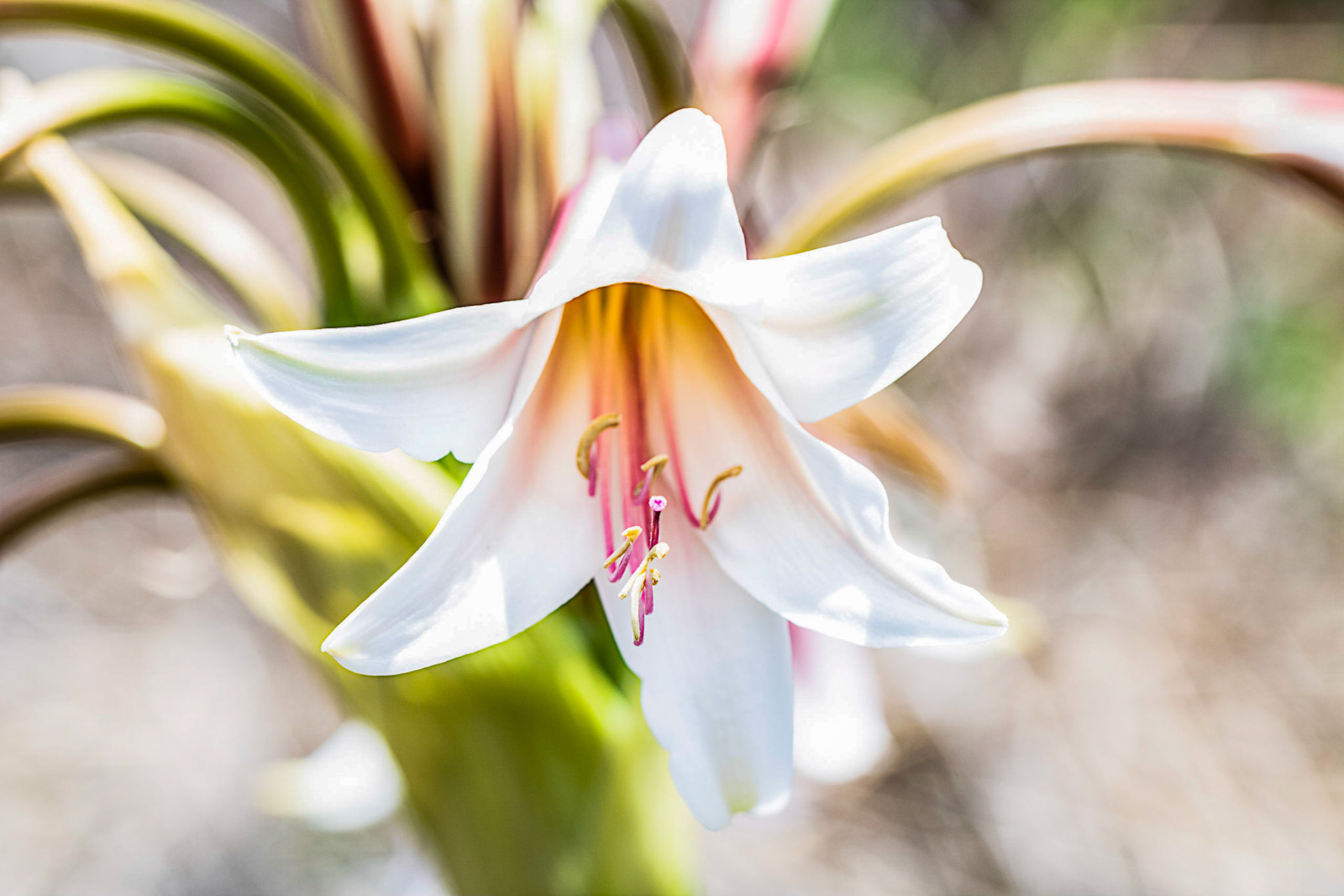 Moore's Crinum