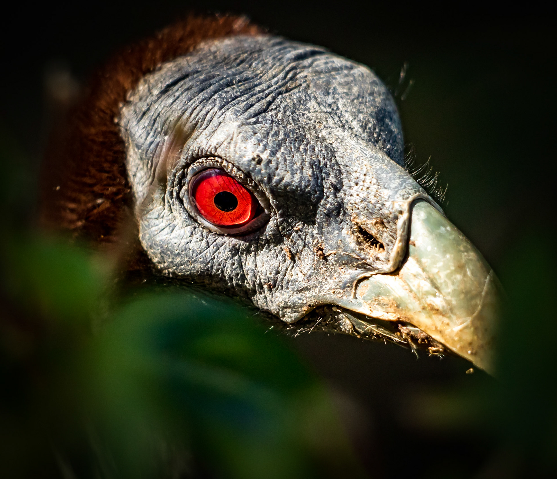 Vulturine guineafowl Eye