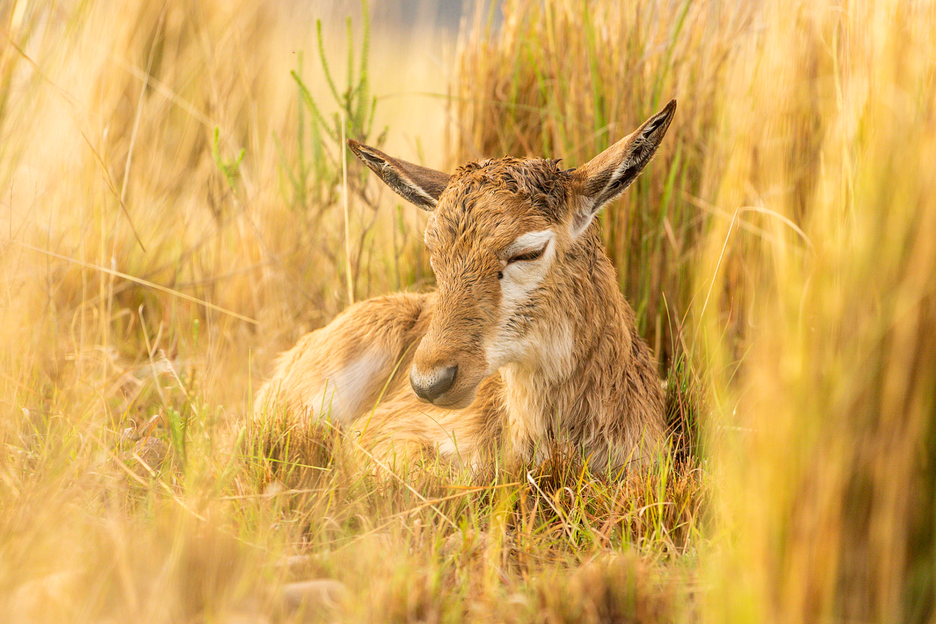 Newly Born Bontebok
