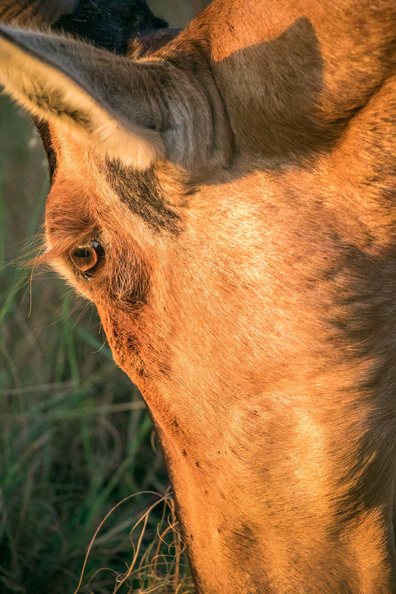Close up photograph of the eye of a red hartebeest (Alcelaphus buselaphus caama)