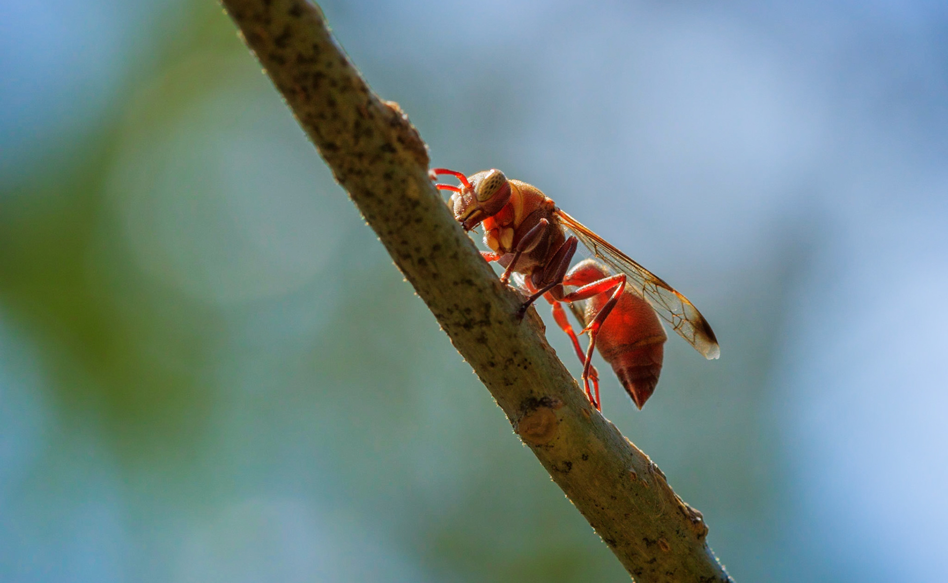 Social Wasp