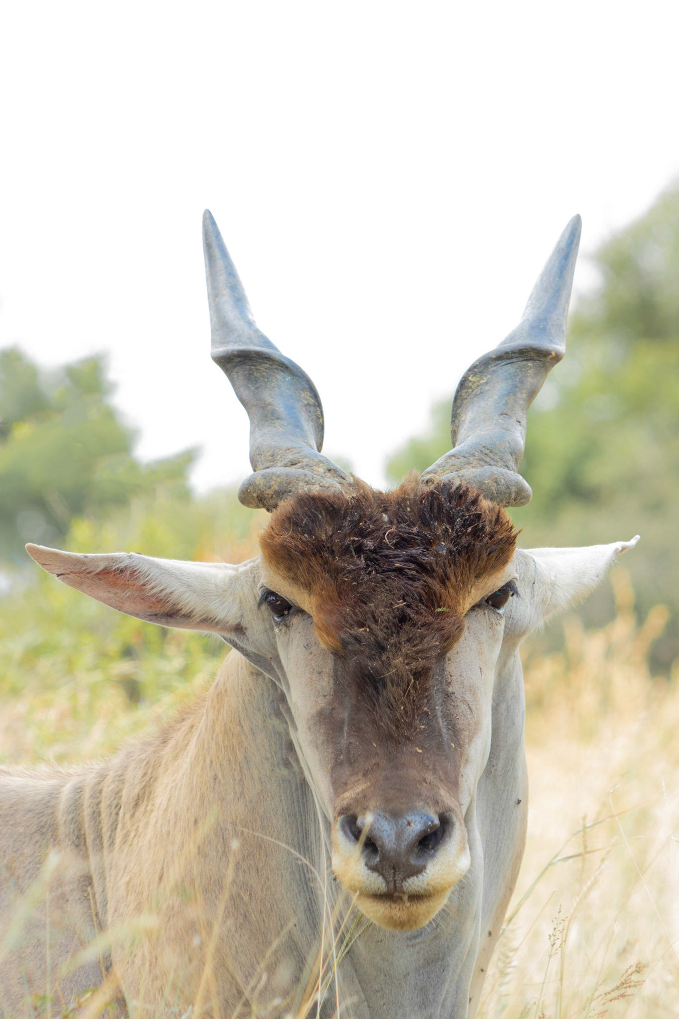 Eland Bull Portrait