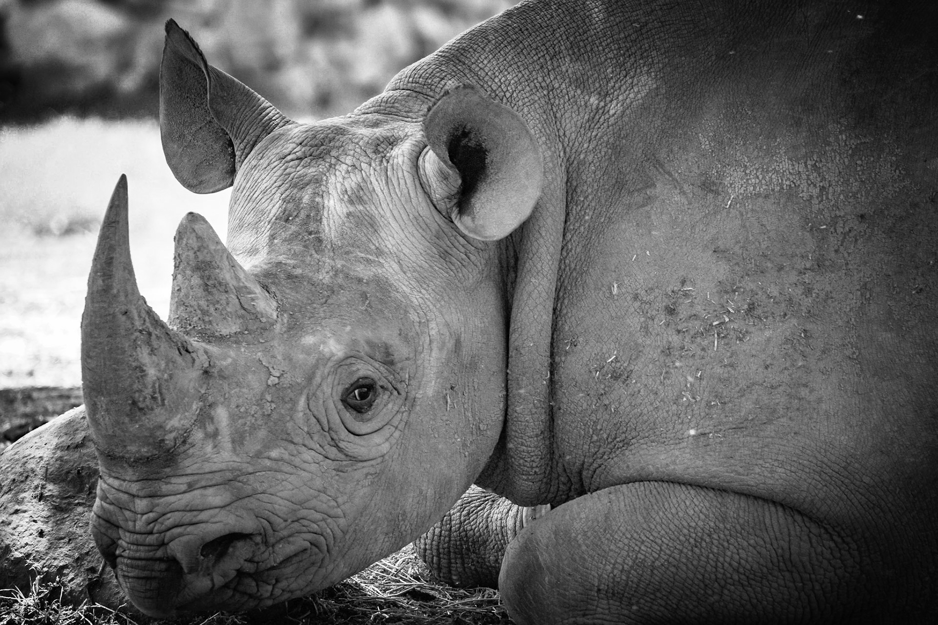Black Rhinoceros