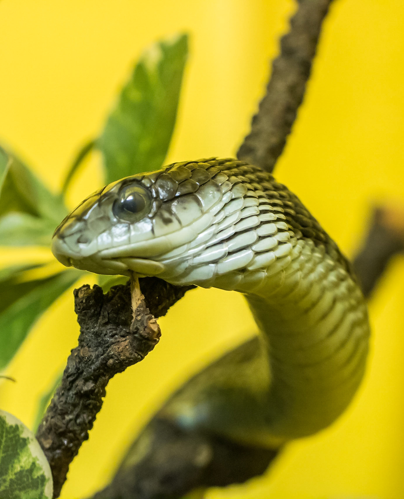 Female Boomslang