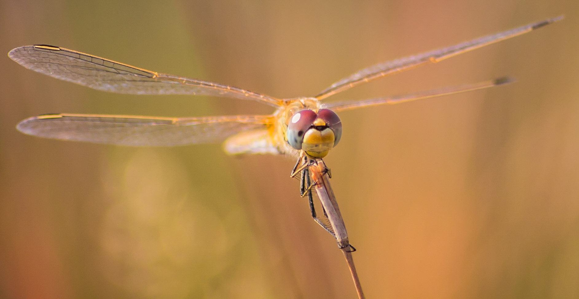 Red-veined Dropwing