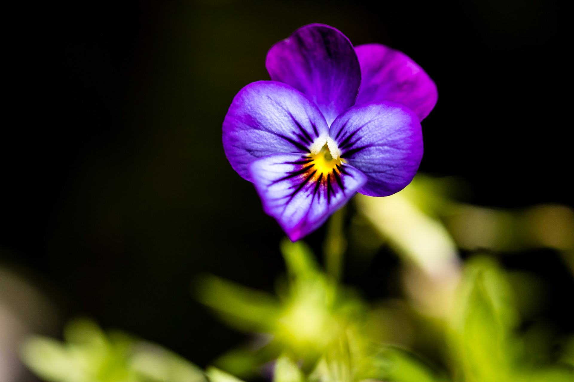 Macro photograph of a purple Pansy