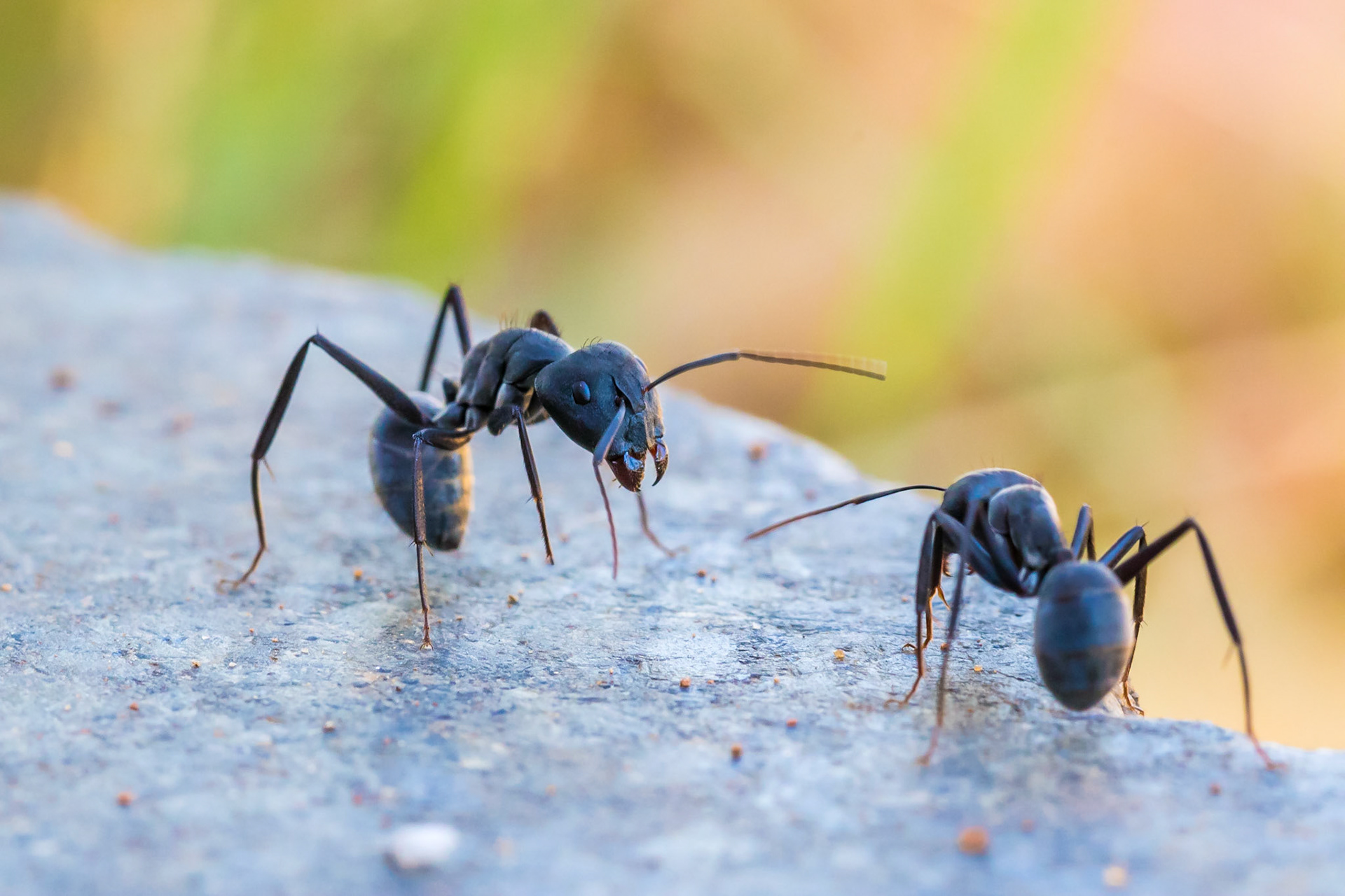 Eugenie's Long-legged Sugar Ant