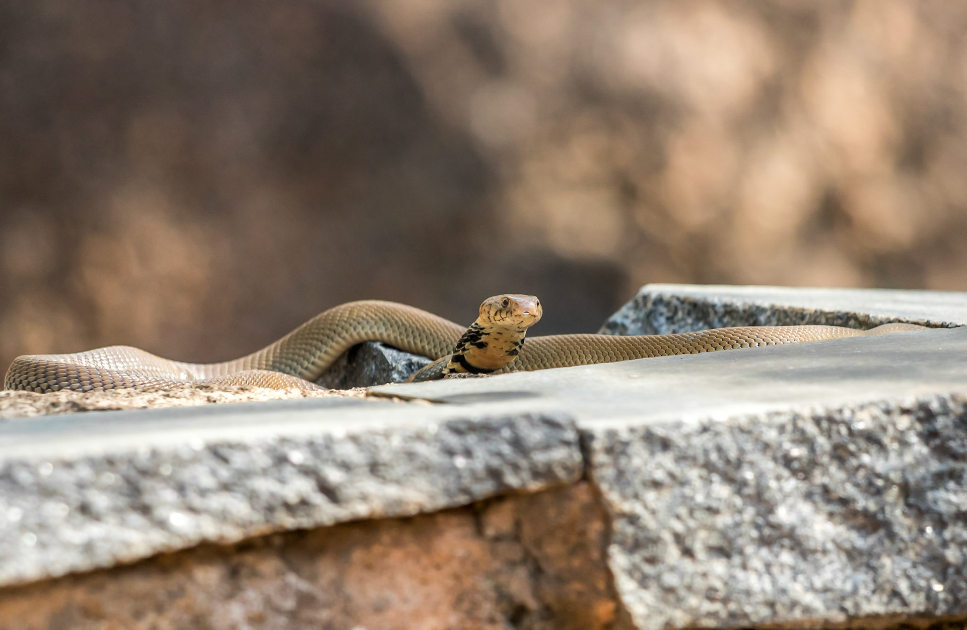 Mozambique Spitting Cobra