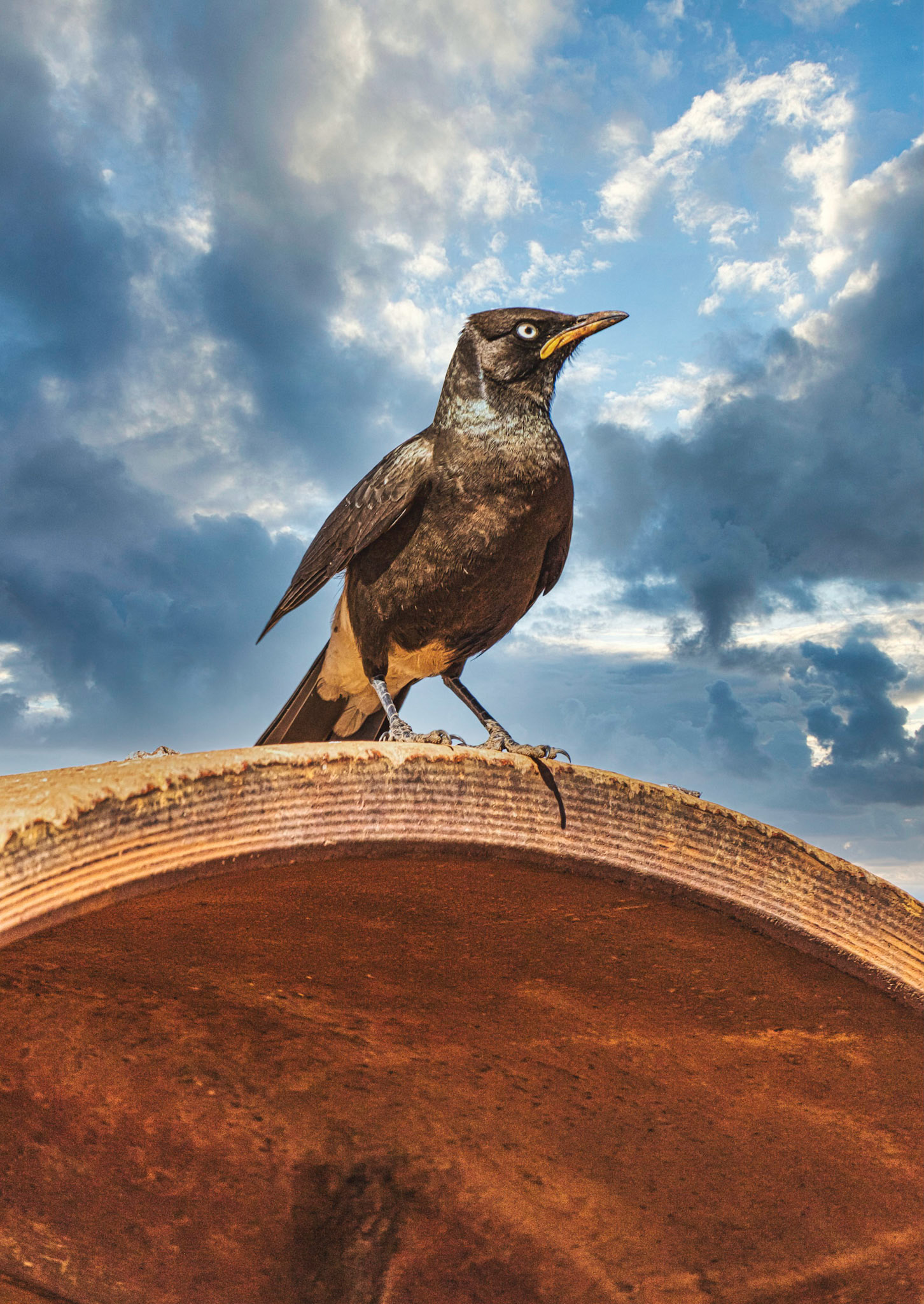 Photograph of a rustic starling perched on a rusted metal tube with clouds in the background