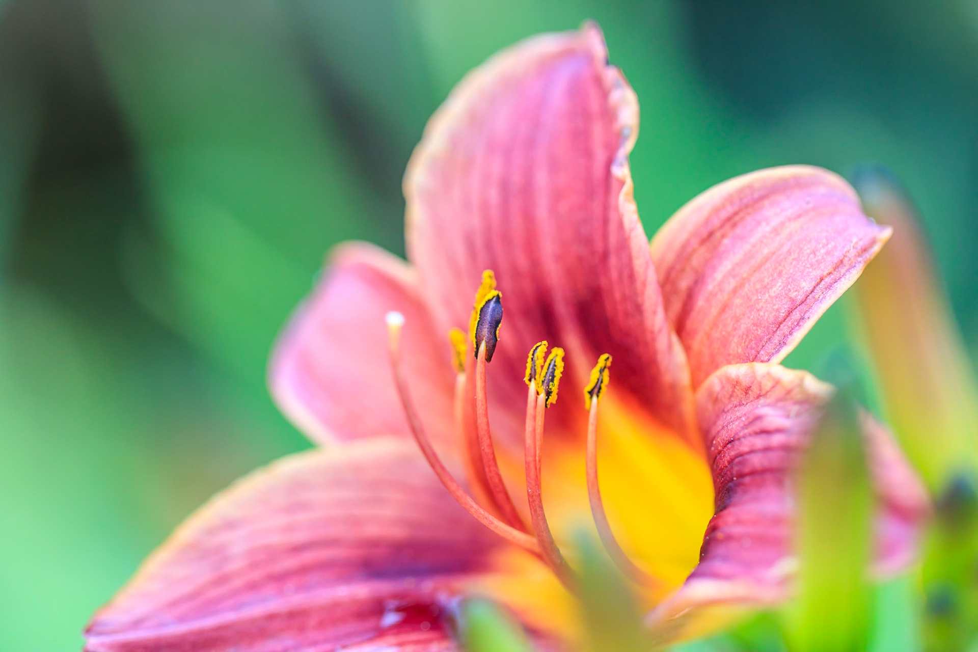 Close up macro photograph of a lily.