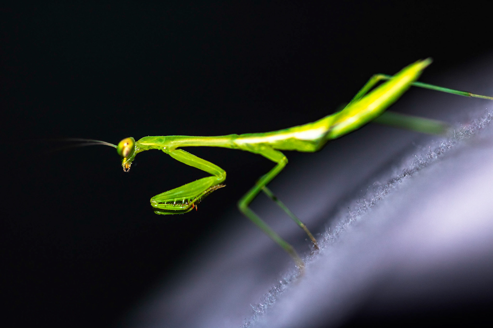 Praying Mantis photographed from the side