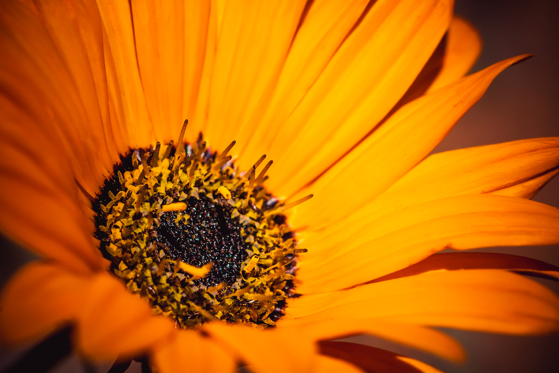 Orange daisy photographed from the side revealing some of the finer details of its petals and pollen stems.