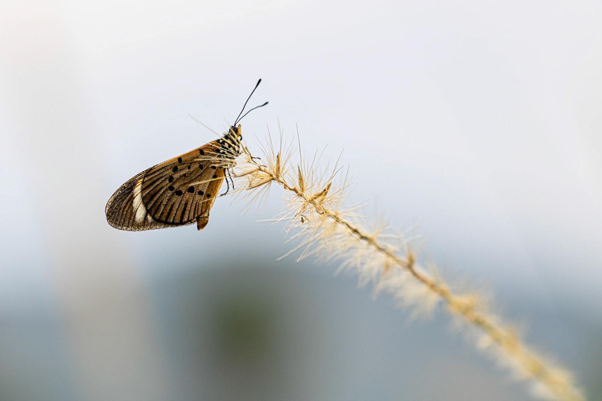 Photograph of a brown butterfly as it sits on a small piece of grass
