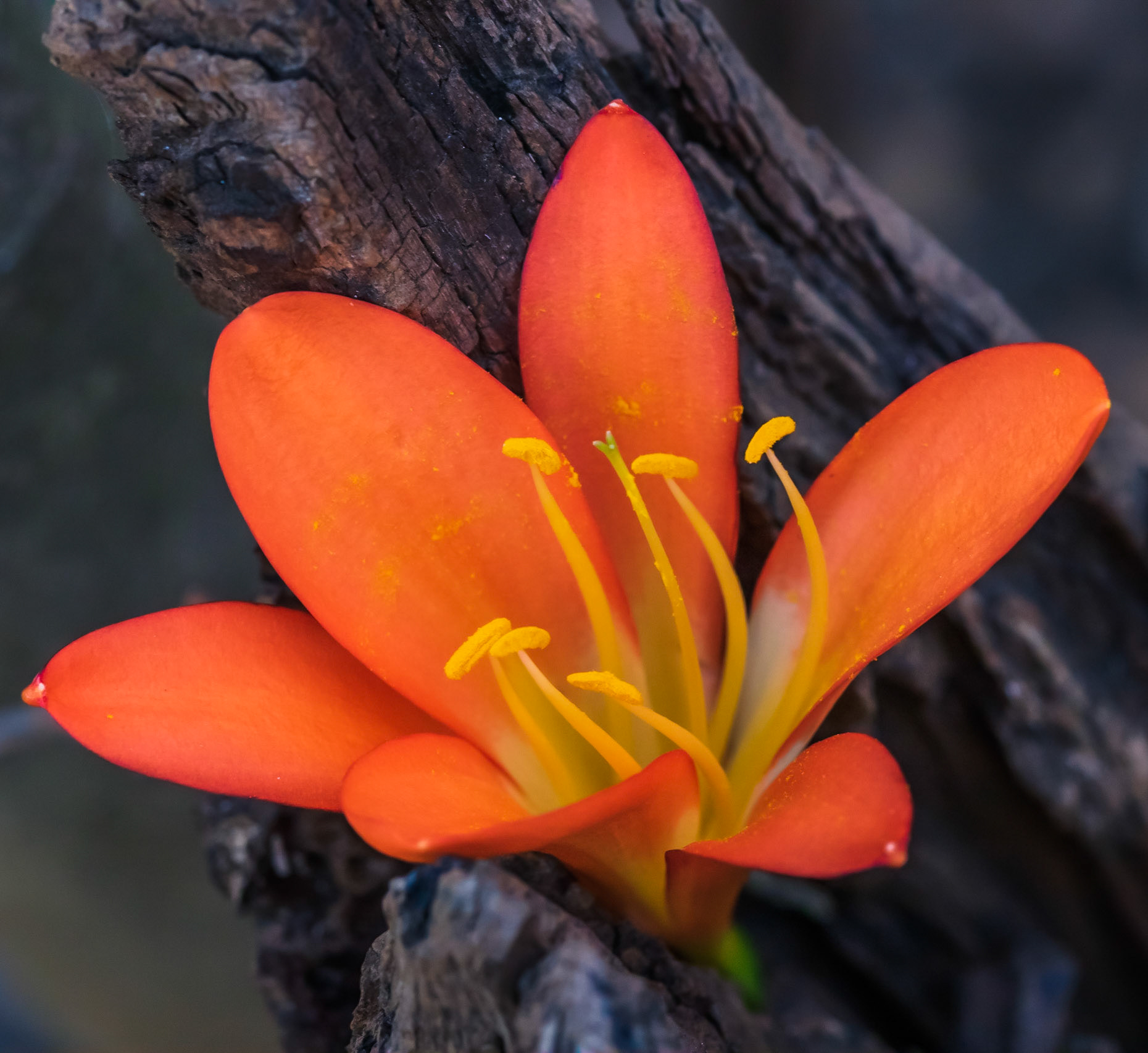 Orange Clivia Photograph inside a tree stump.