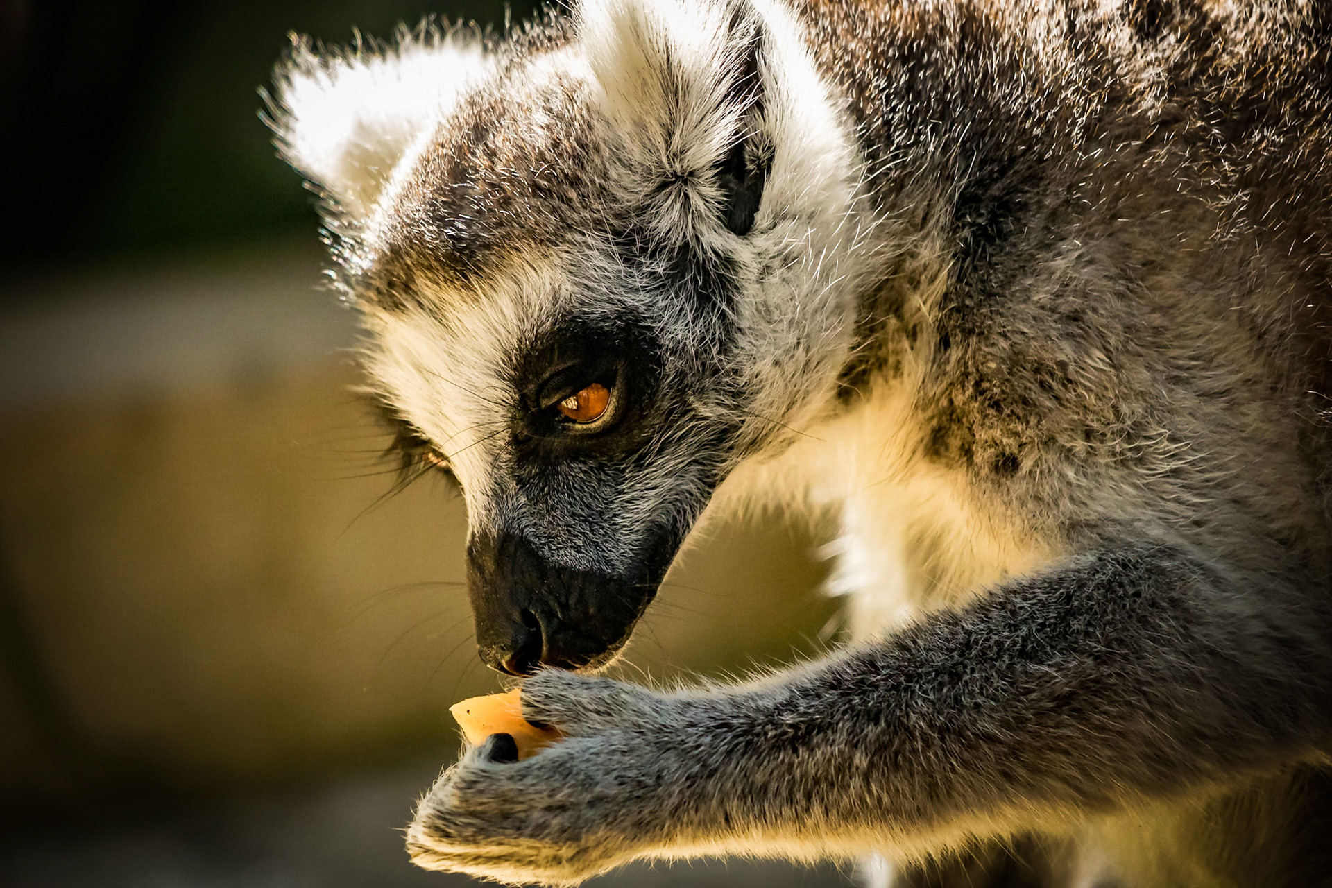Ring-tailed Lemur