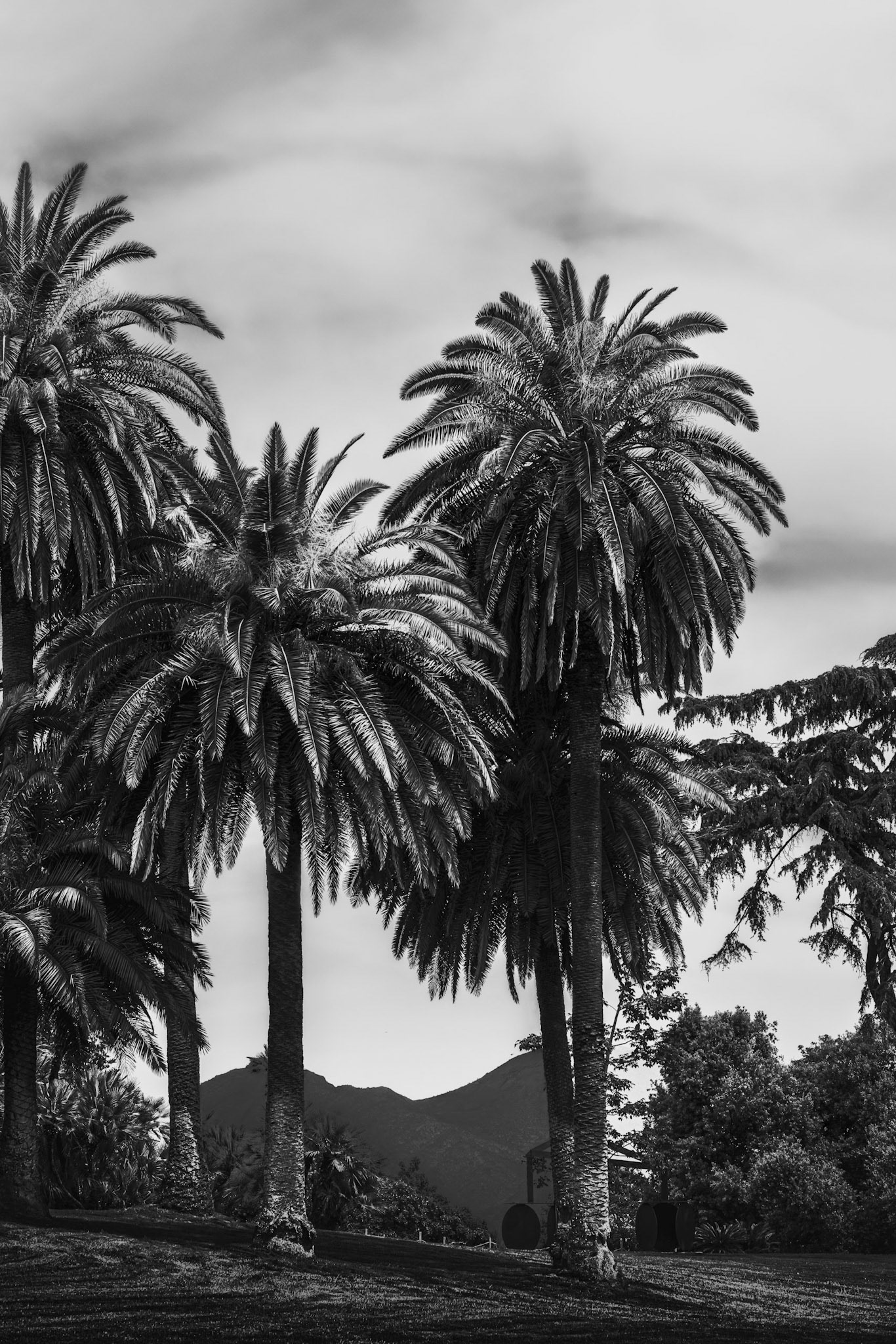 Bosco Capodimonte - Napoli