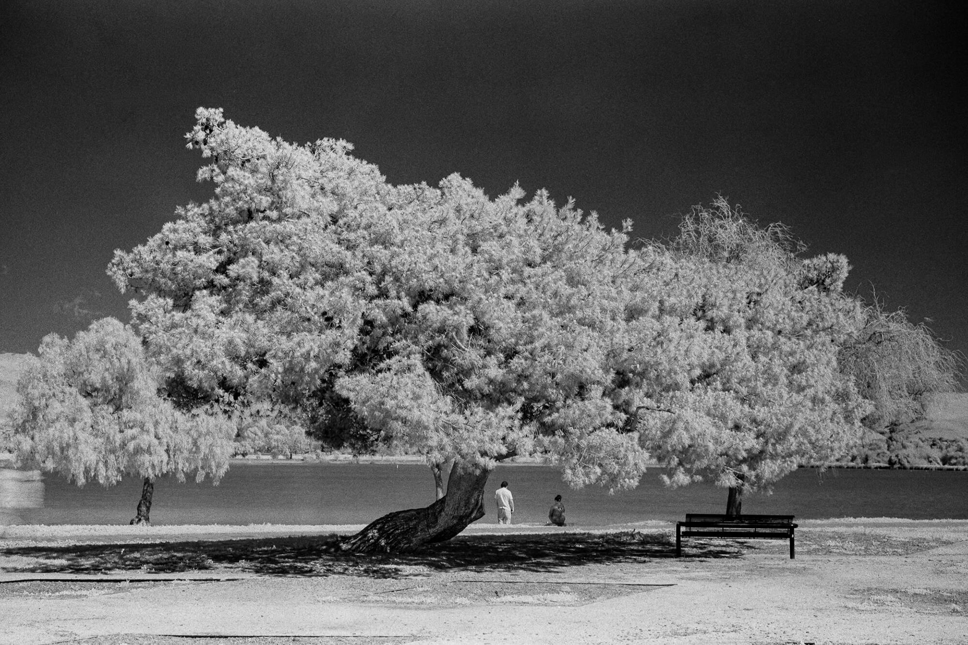 Beneath the canopy || Rollei Infrared 400