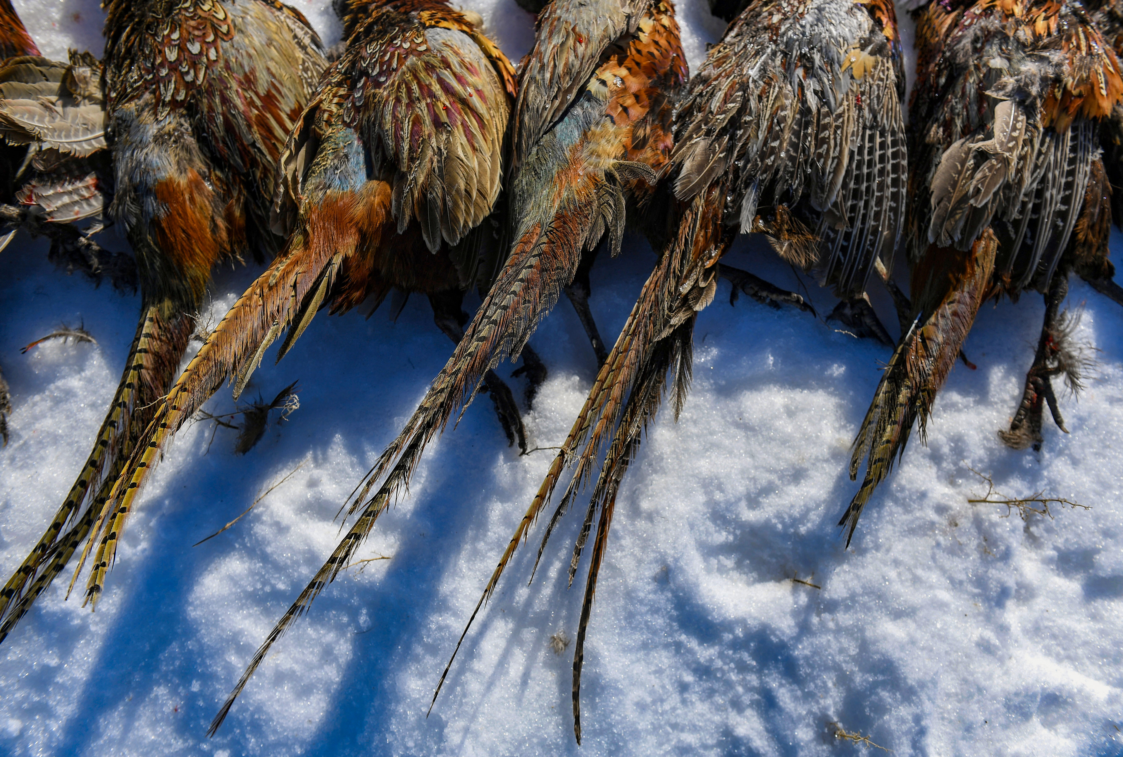 Pheasants lie in the snow behind the firing line of a Wings of Valor tower hunt on Friday, February 17, 2023, in Parker, SD.