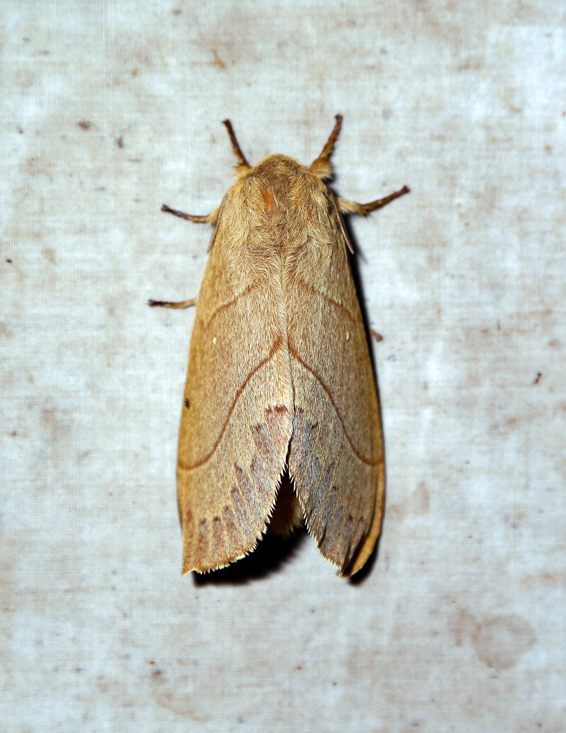 A moth clings to a bed sheet on Sunday, July 28, 2019 at Southwestern Research Station near Portal, Arizona.