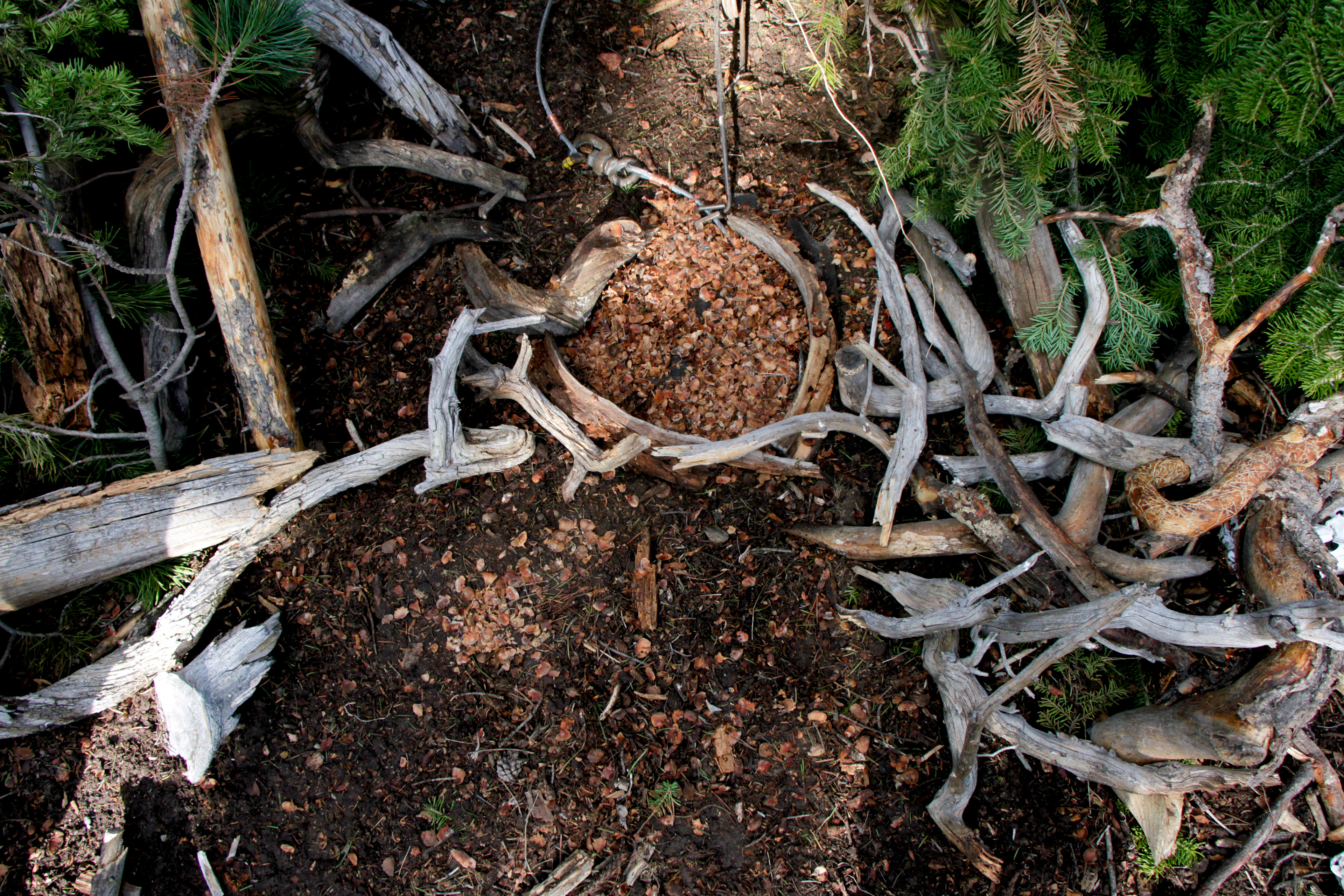 Branches obscure a snare trap newly set after a bear triggered the mechanism but managed to break free overnight.