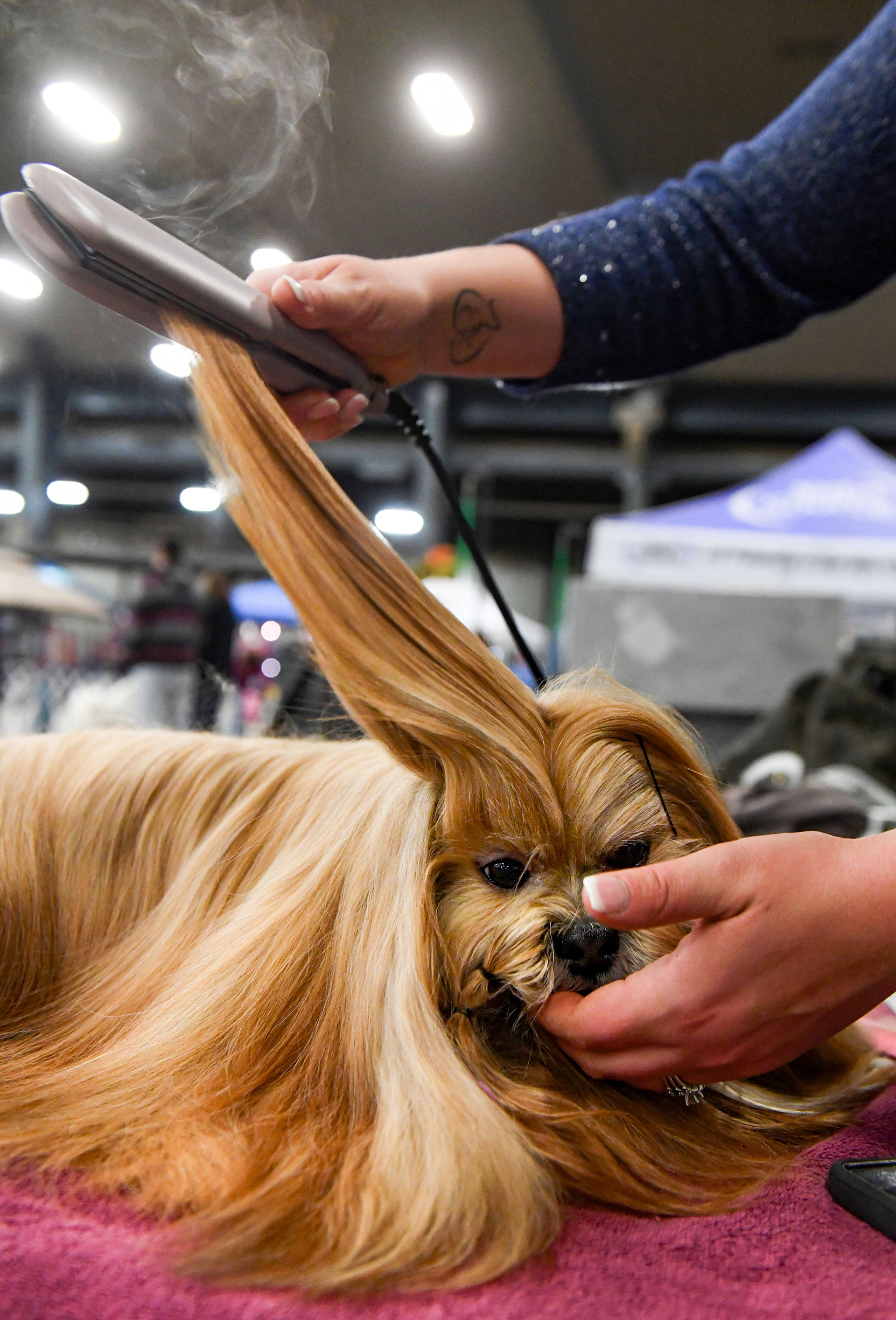 Devon Levy straightens the long fur of Andy, a Lhasa Apso, at the 60th annual Sioux Empire Kennel Club dog show on Friday, October 28, 2022, at the W.H. Lyon Fairgrounds in Sioux Falls.