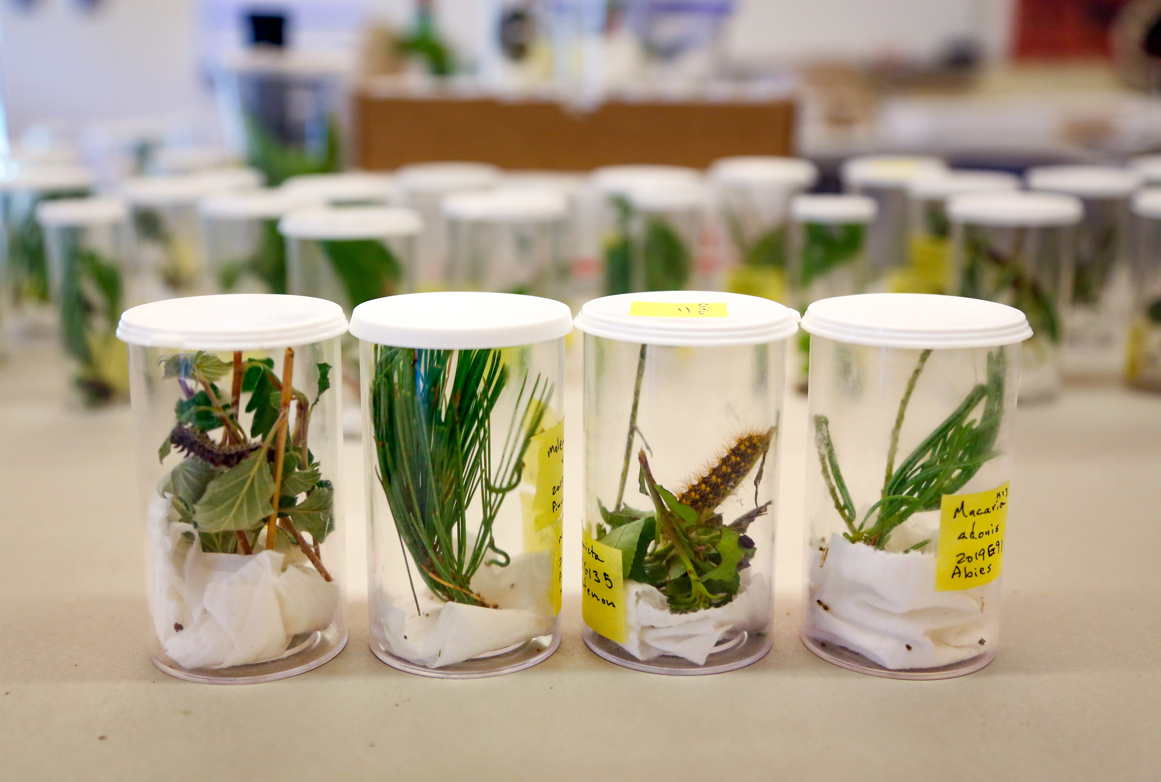 Caterpillar specimens sit in containers waiting to be photographed by David Liittschwager on Sunday, July 28, 2019 at Southwestern Research Station near Portal, Arizona.