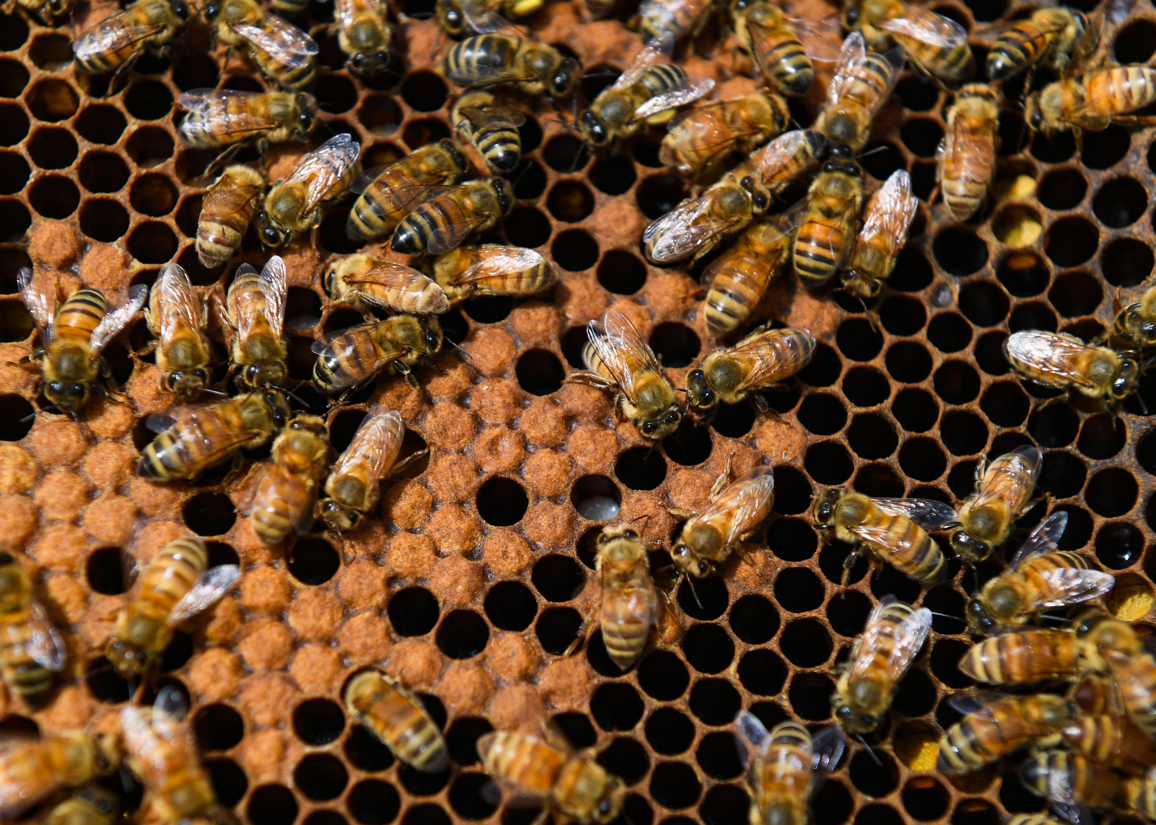 Bees work in their hive on Wednesday, May 26, 2021 at Teresa Matthies' home in Hartford, SD.