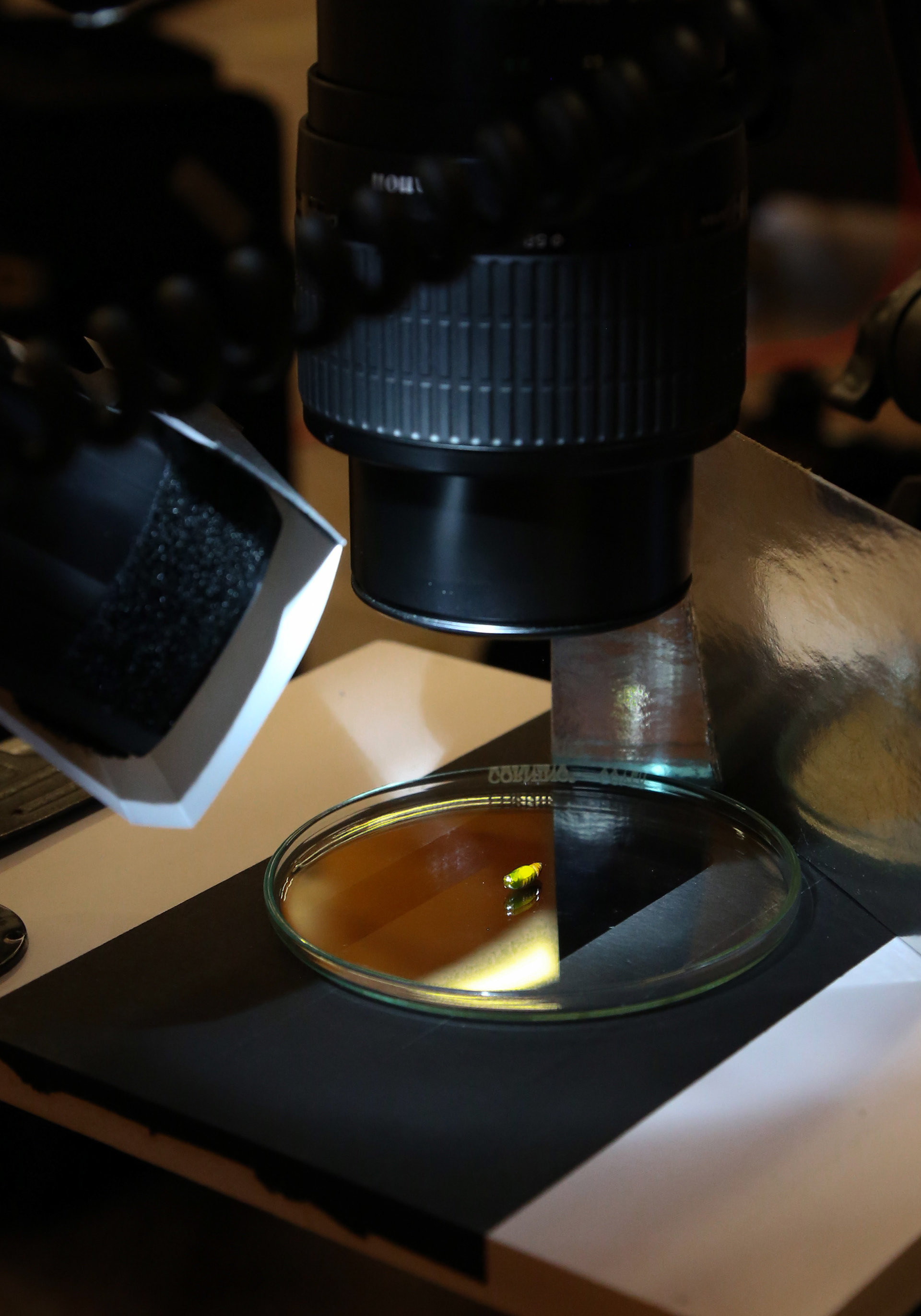 A small chrysalis rests in a petri dish on David Liittschwager's insect portrait equipment on Sunday, July 28, 2019 at Southwestern Research Station near Portal, Arizona.