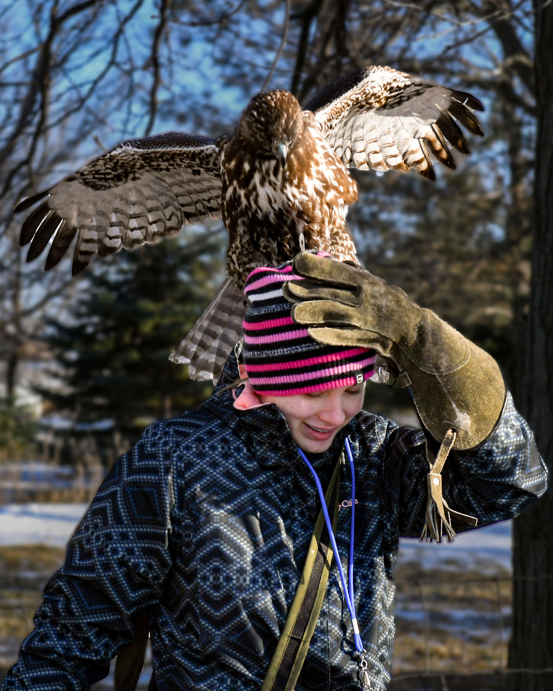 Harley the hawk balances on 16-year-old Gabi Olson's head as the pair head to a wooded area to practice hunting on Tuesday, December 7, 2021, at her home in Worthing,  SD.