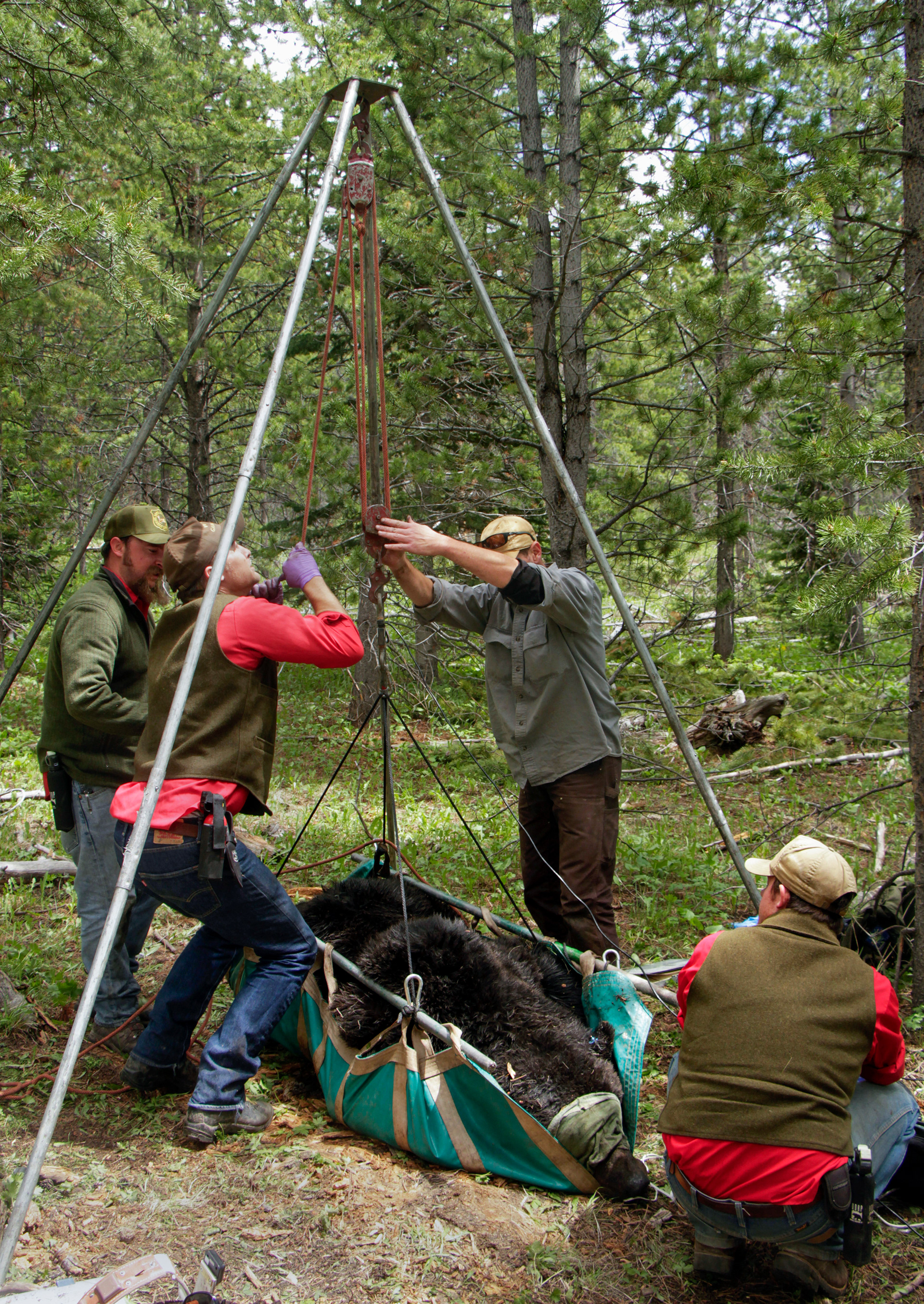 Bears need to be weighed using a tarp and pulley system. It takes three team members to successfully lift the bear off the ground.