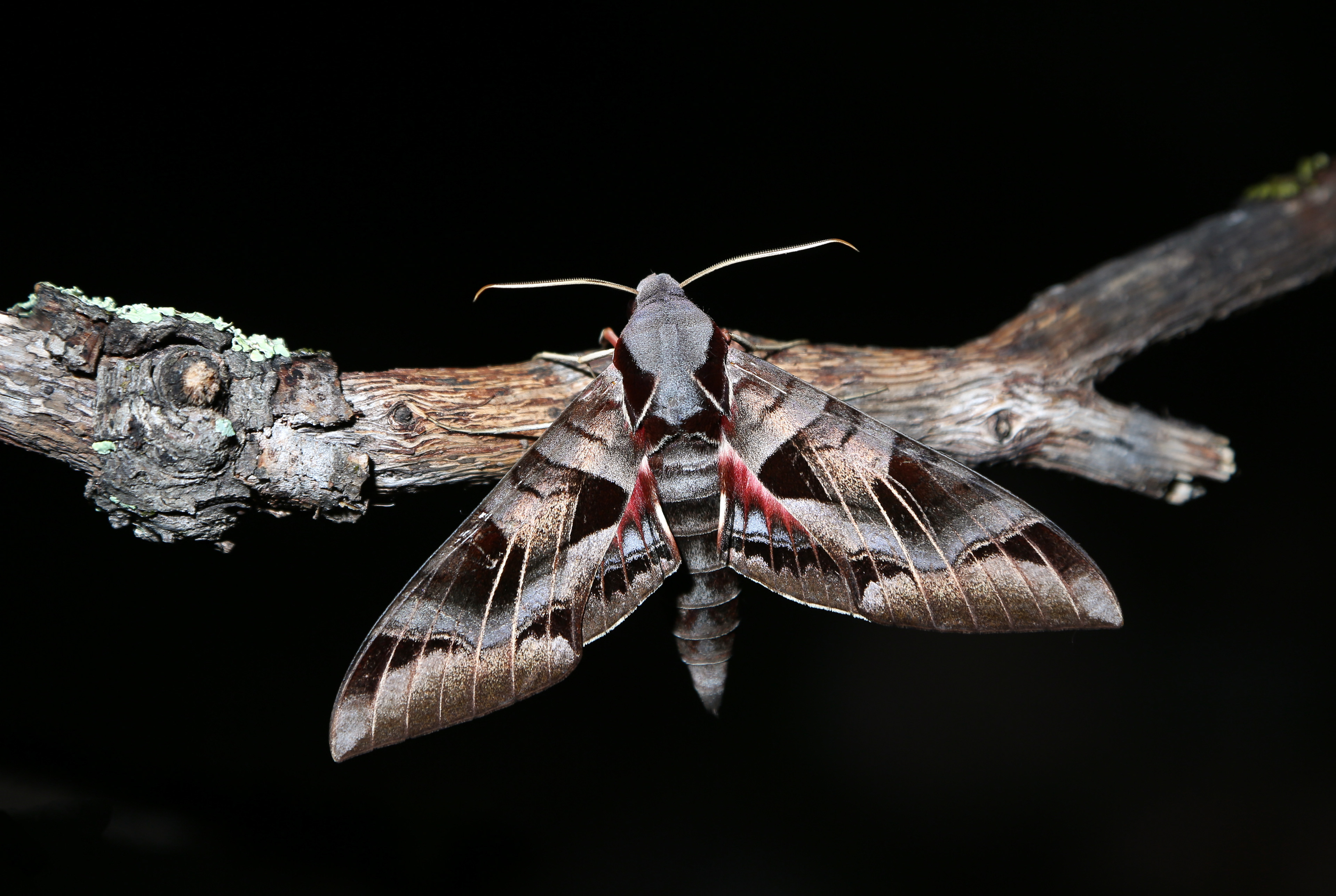A sphinx moth rests on a tree branch on Saturday, July 27, 2019 at Southwestern Research Station near Portal, Arizona.