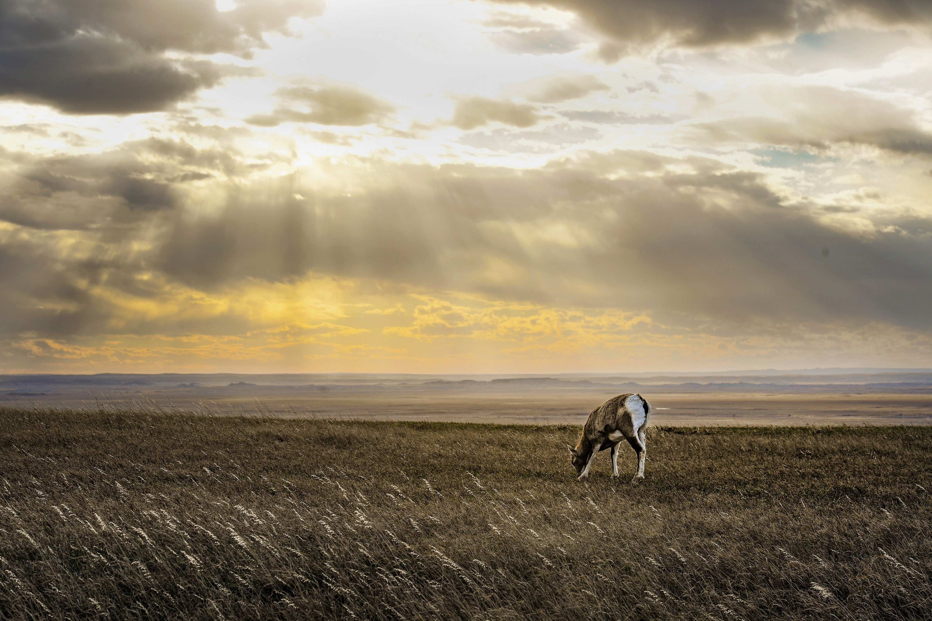 A bighorn sheep grazes in Badlands National Park in South Dakota.
