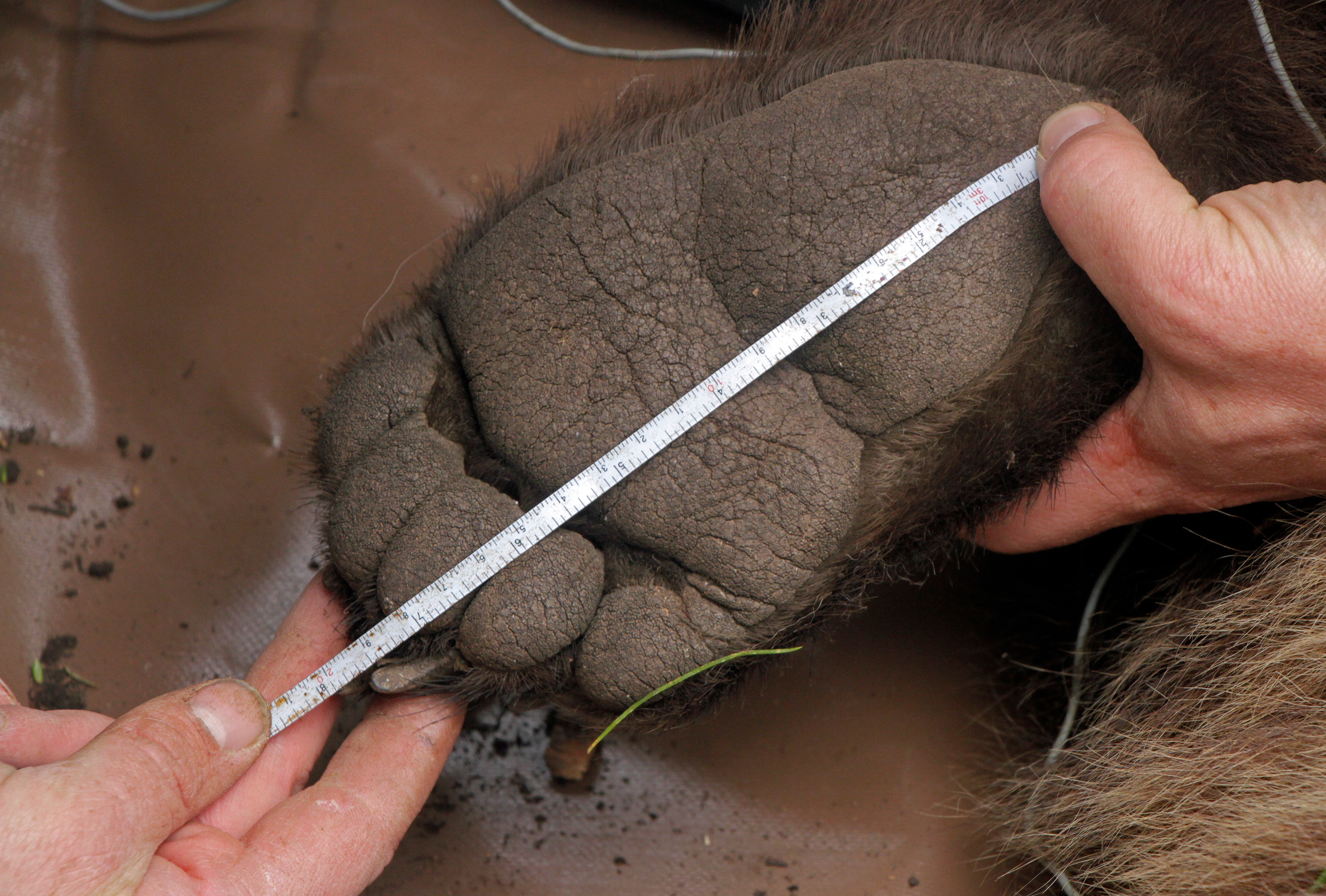 The large carnivore team takes measurements of a female grizzly.