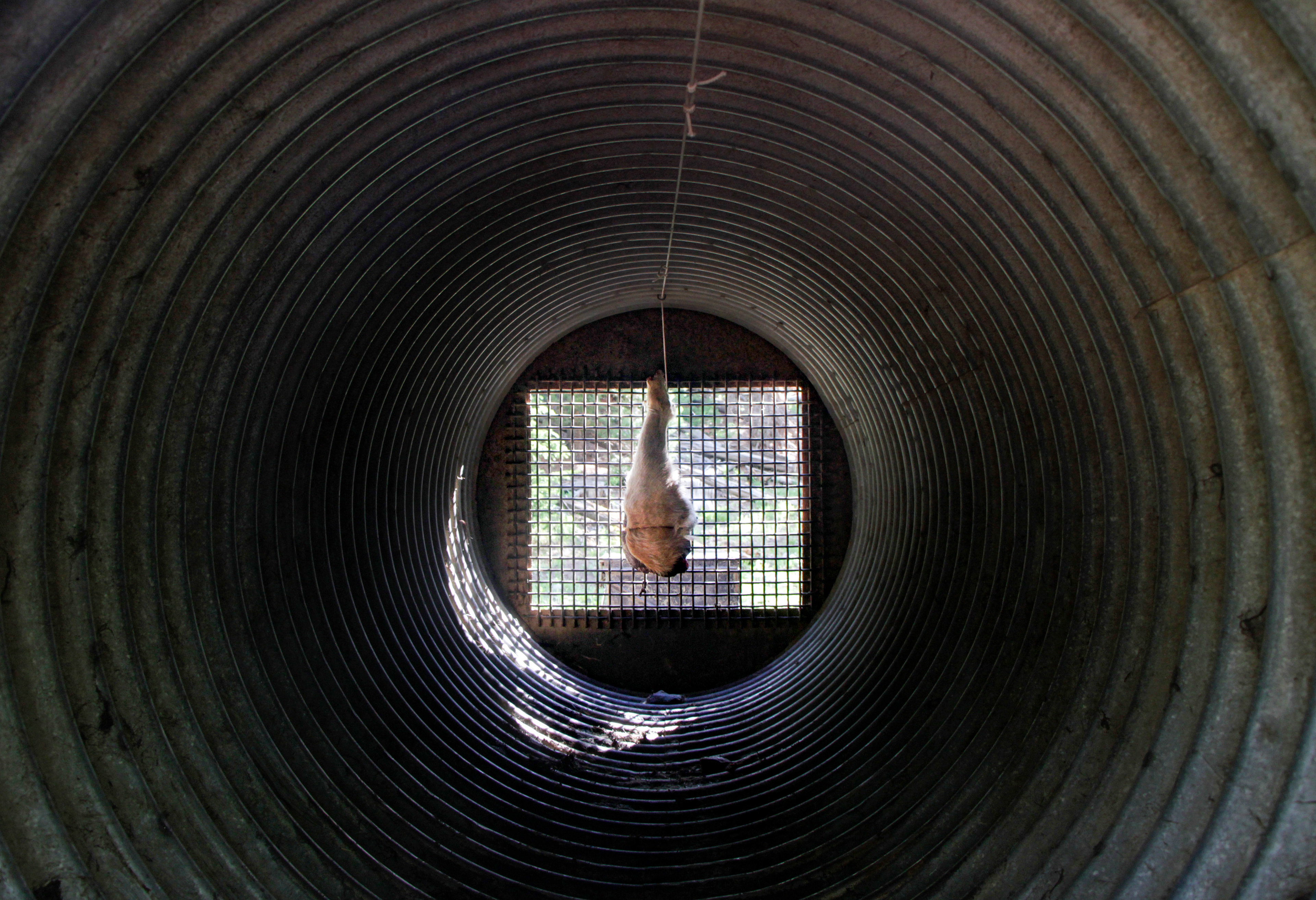 Bait in the form of a deer leg hangs at the back of a culvert trap at a second trap site. Roadkill is collected to use as bait so no excess wildlife is harmed in the process.