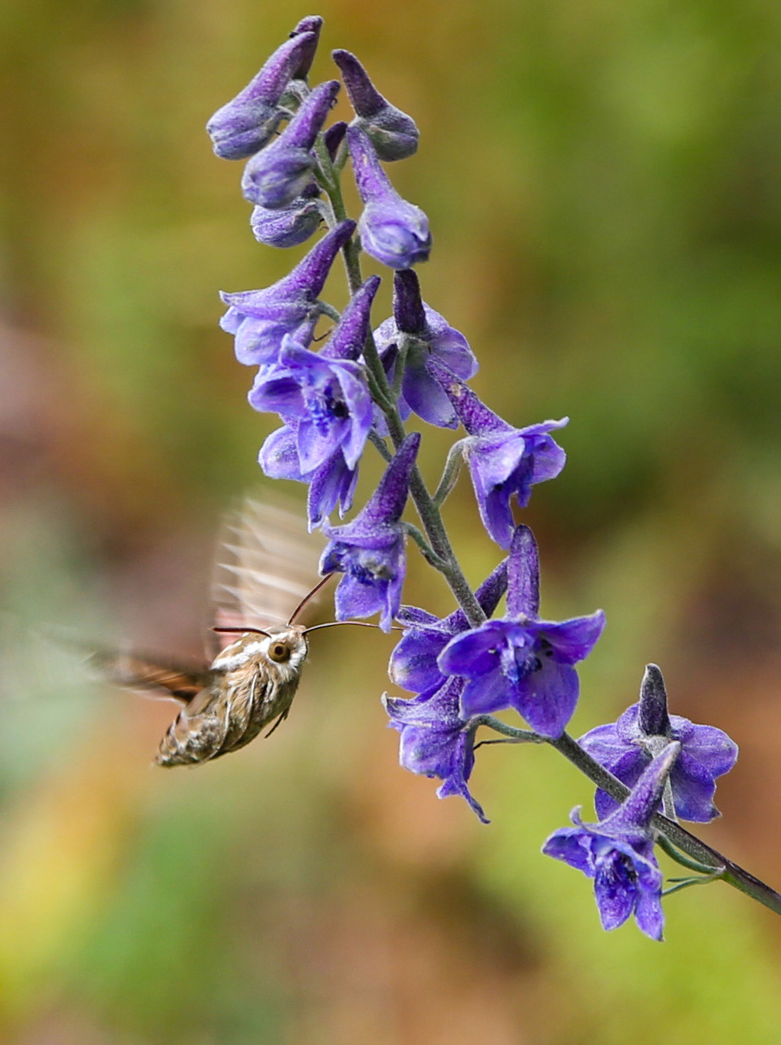 A moth drinks nectar from wildflowers on Thursday, July 25, 2019 at Southwestern Research Station near Portal, Arizona.