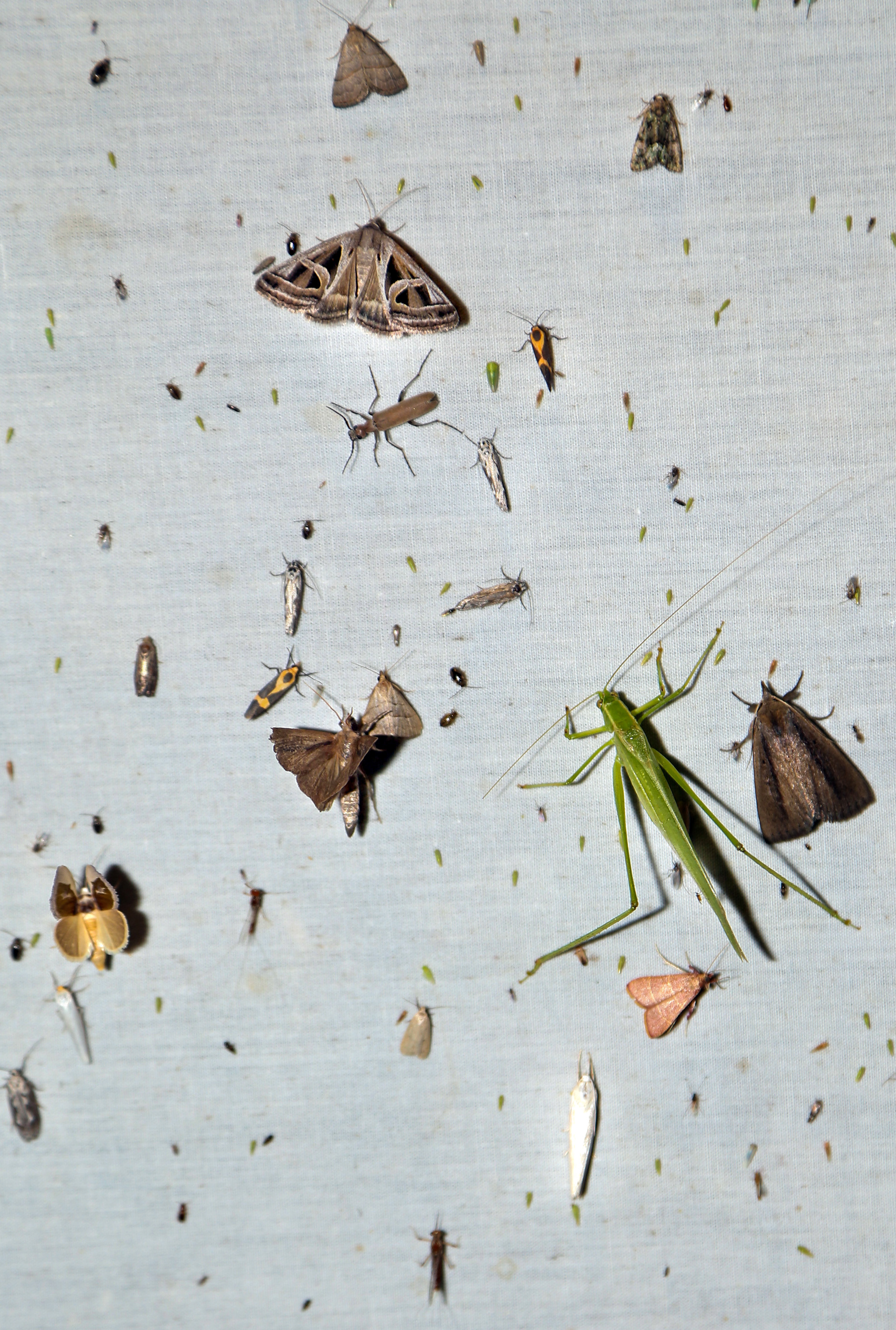 Insects fly and cling to a bed sheet affixed with fluorescent and sodium lights on Saturday, July 27, 2019 at Southwestern Research Station near Portal, Arizona.