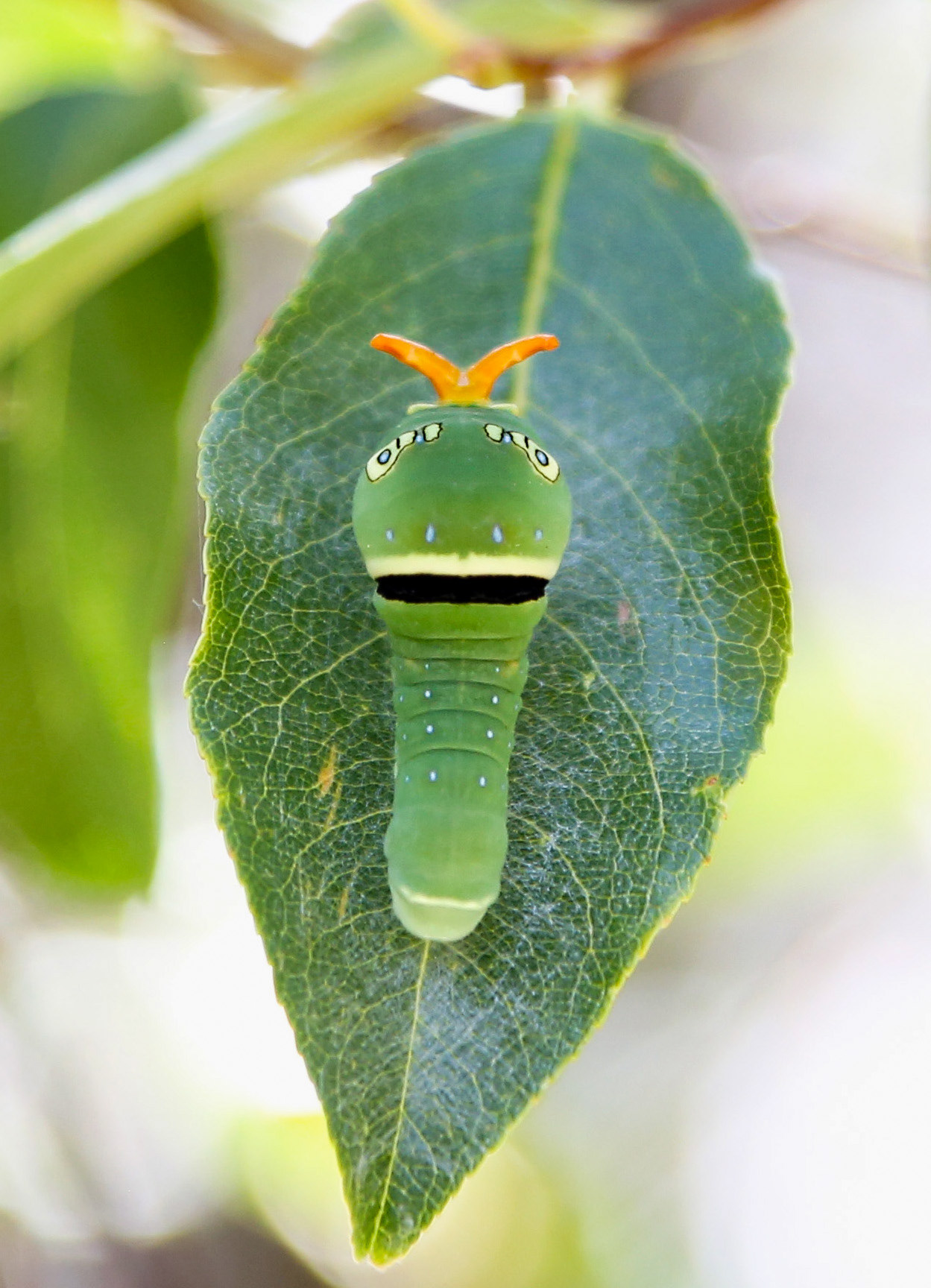 A swallowtail caterpillar goes into a defensive stance Sunday, July 28, 2019 outside the Southwestern Research Station near Portal, Arizona.
