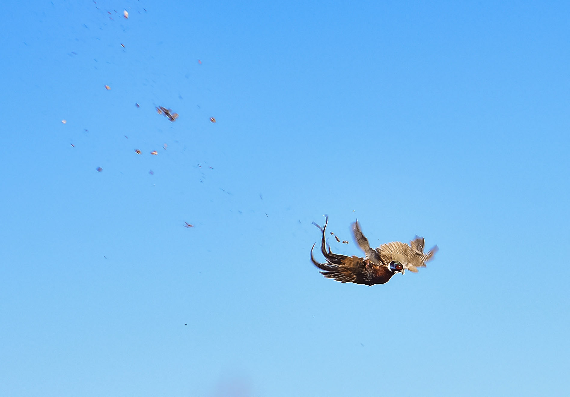 A shot pheasant falls from the air during the season opener on Saturday, October 19, 2019 in Mitchell, SD.