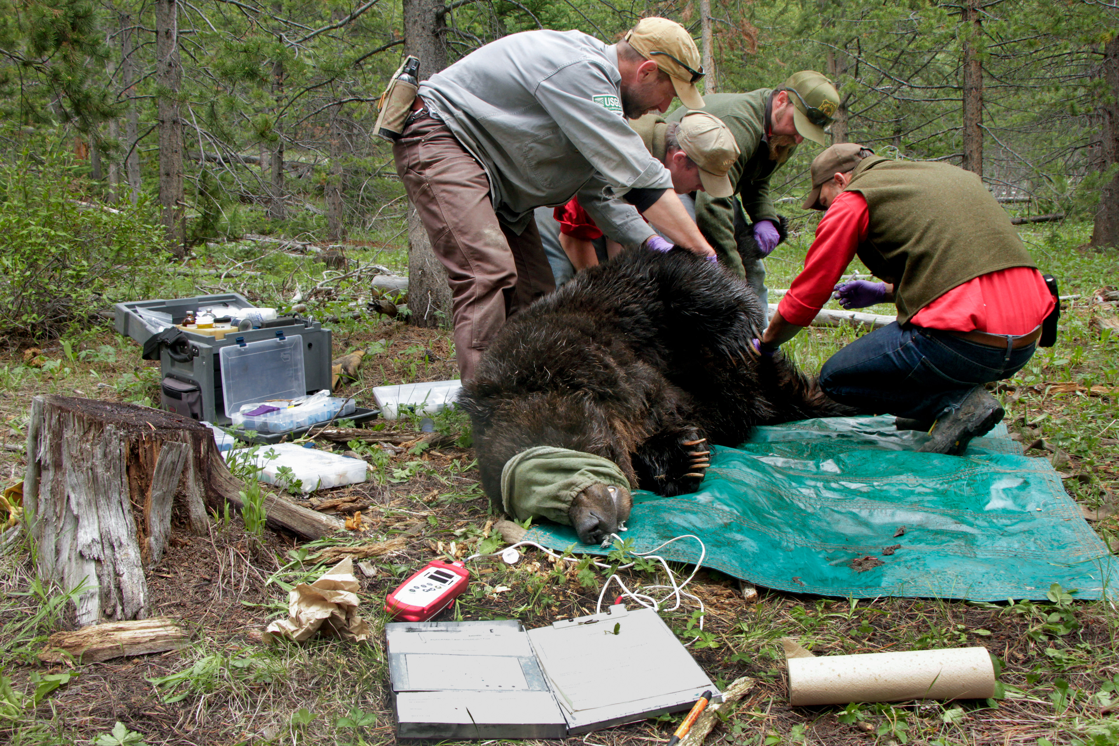 Ryan Kindermann, Justin Clapp, Clint Atkinson and Mike Ebinger take continuous heart rate, respiration and temperature measurements from a sedated 13-year-old male grizzly bear on June 16, 2017, in the Absaroka Mountains in Wyoming. Researchers with the Game and Fish Department use humane live traps to conduct population research on grizzlies around the state. Bears are monitored very closely throughout the process, and the animal's wellbeing is a main priority both during data collection and upon revival and release. An oxygen tank sits on standby in case the bear has trouble breathing.