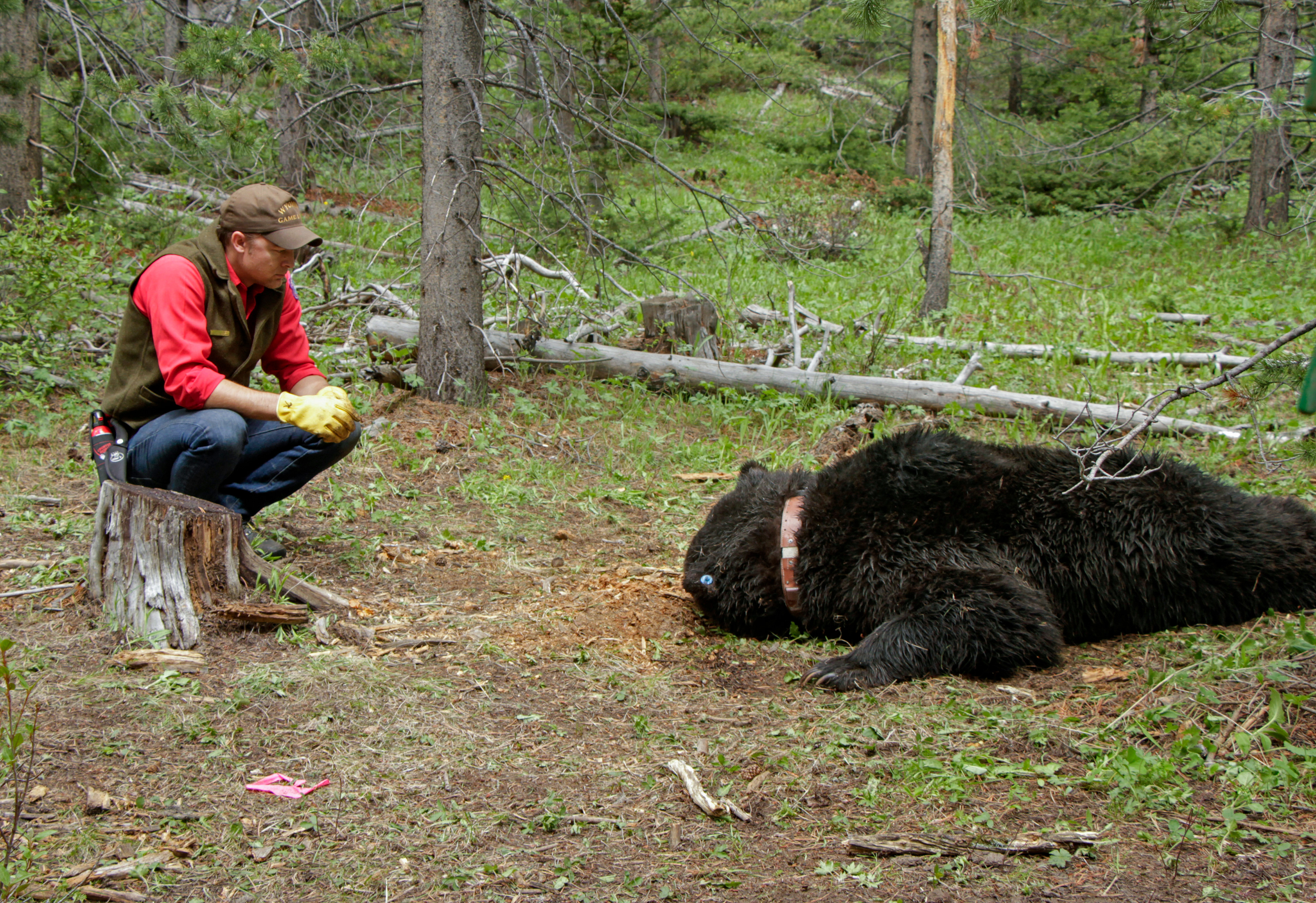 Justin Clapp watches patiently as the male grizzly makes its first signs of waking up from the sedative. The team will not leave the bear's sight until they watch it walk off on its own to ensure the safety of both the bear and anything that might be nearby. The slow process of revival is fairly predictable, so Clapp knew at what point he needed to move to safety in his truck to finish his watch.