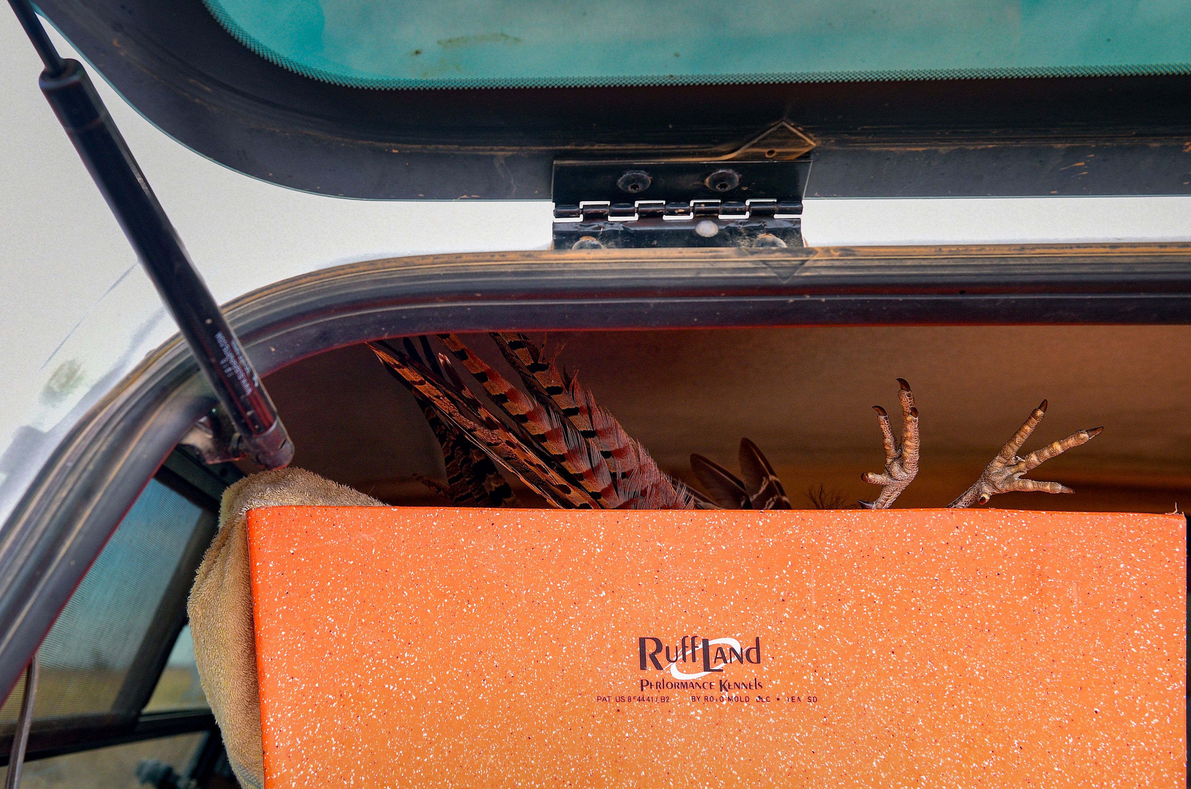 Pheasant tail feathers and feet stick out from a holding box in the back of John Pollmann's truck during the pheasant season opener on Saturday, October 17, 2020 near Olivet, South Dakota.