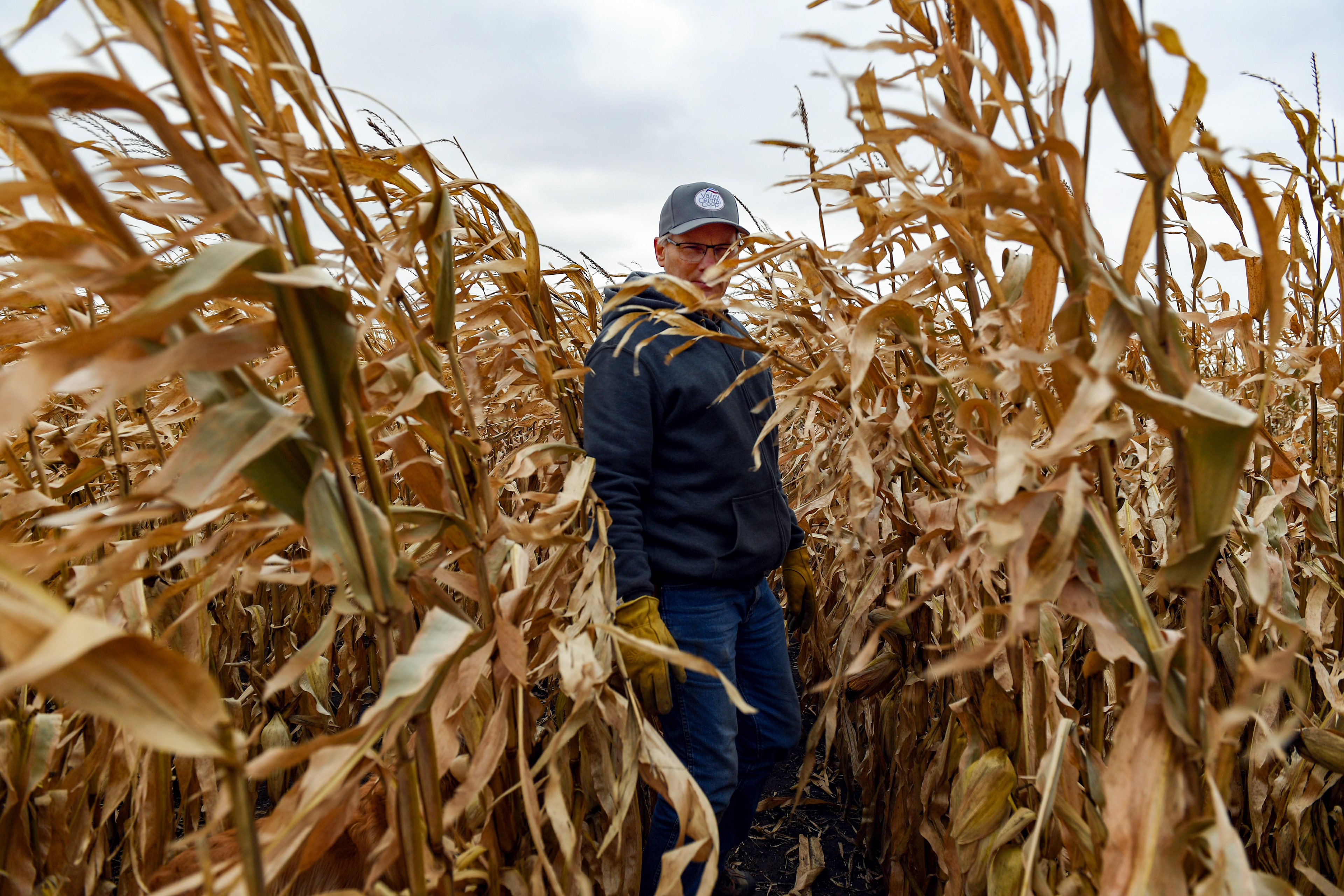 Jeff Thompson walks through his cornfields on Tuesday, October 15, 2019, in Lyons, SD. Harvest is later than typical due to excessive flooding, and a much smaller amount of crops are able to be harvested this year.
