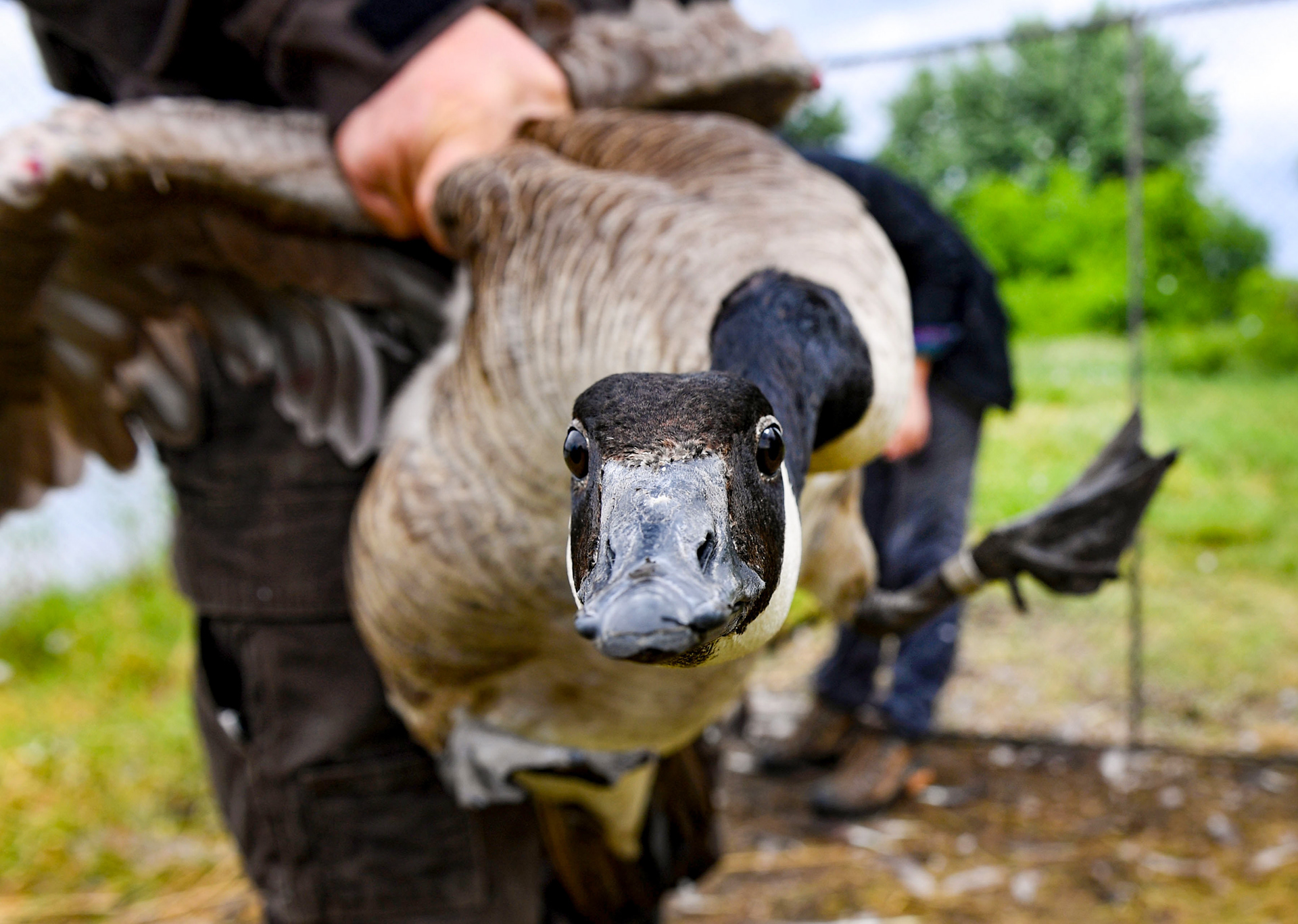 A Canadian goose is brought over to receive a leg band Thursday, June 20, 2019, in Sioux Falls. 
