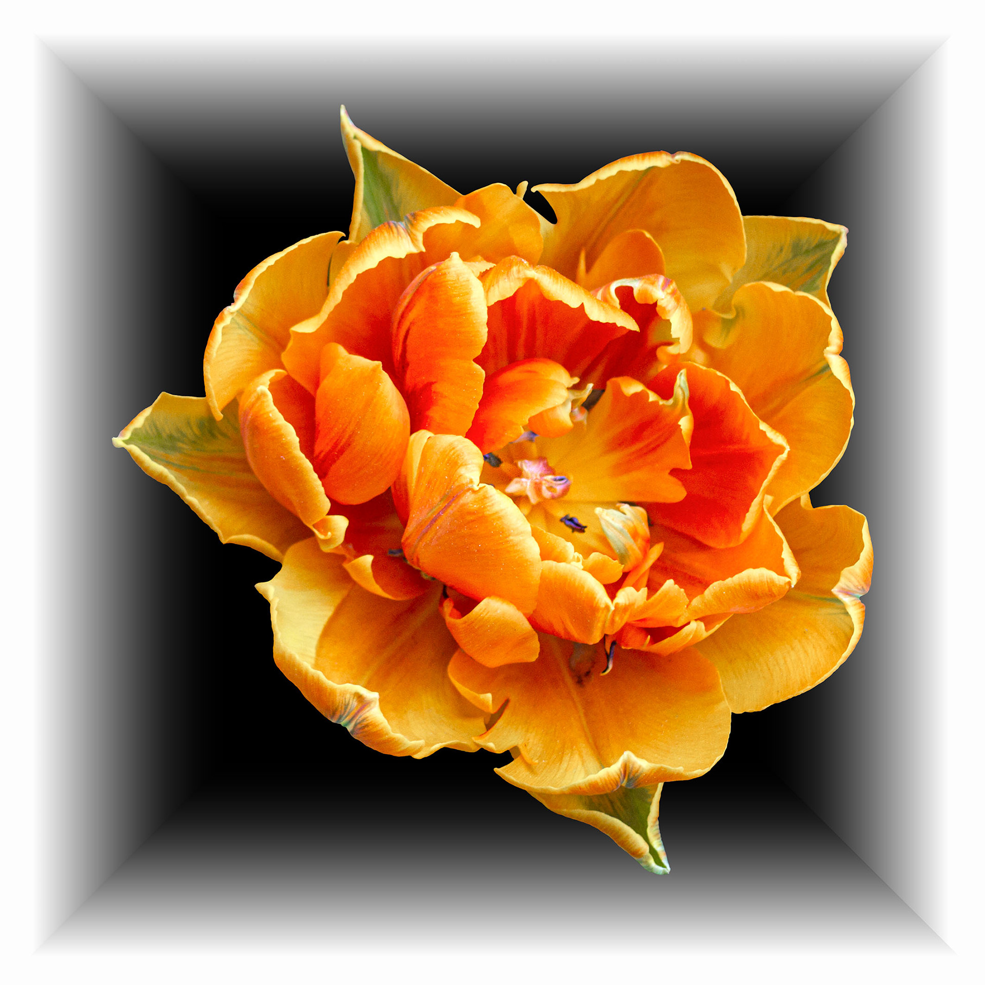 Orange Tulip