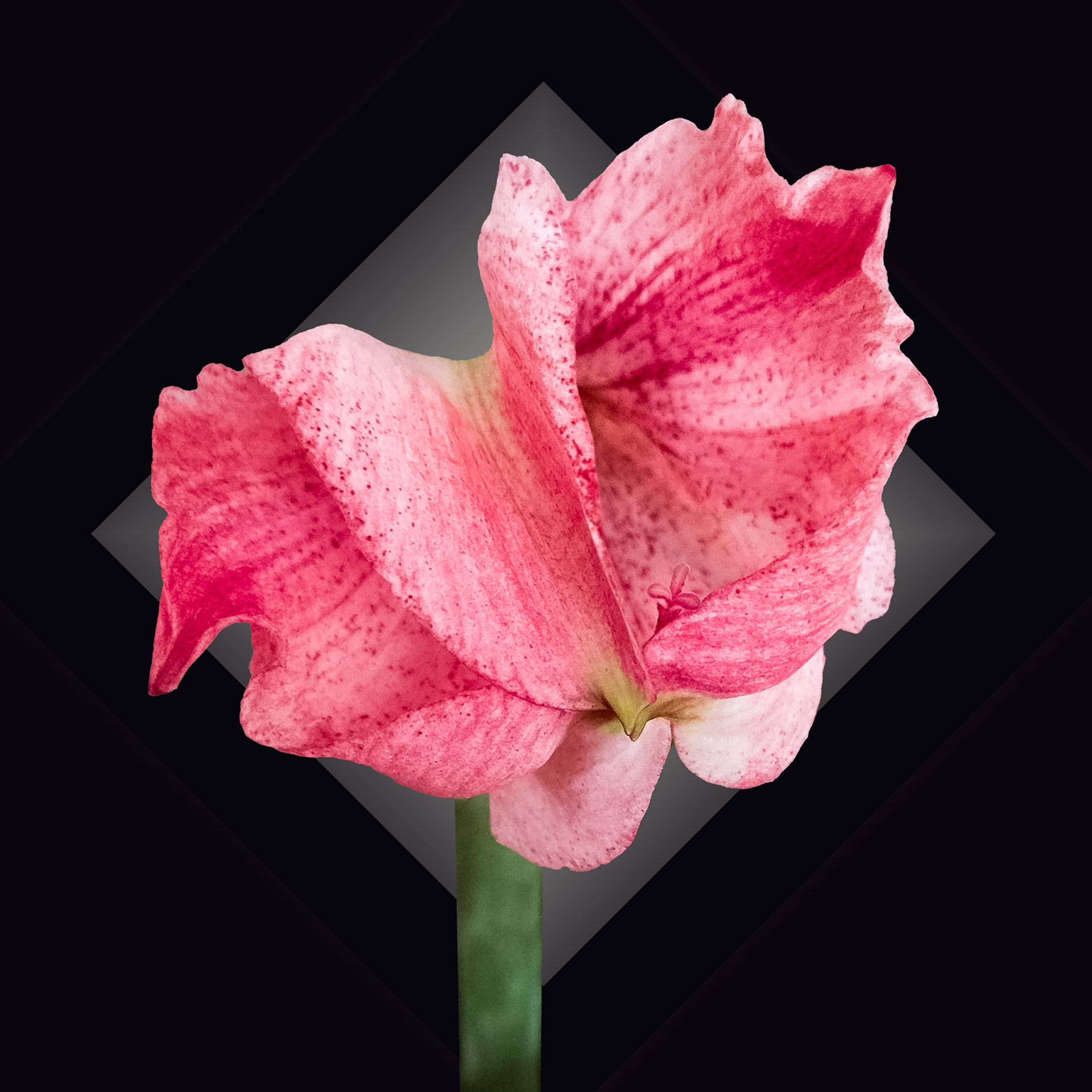 Amaryllis 106