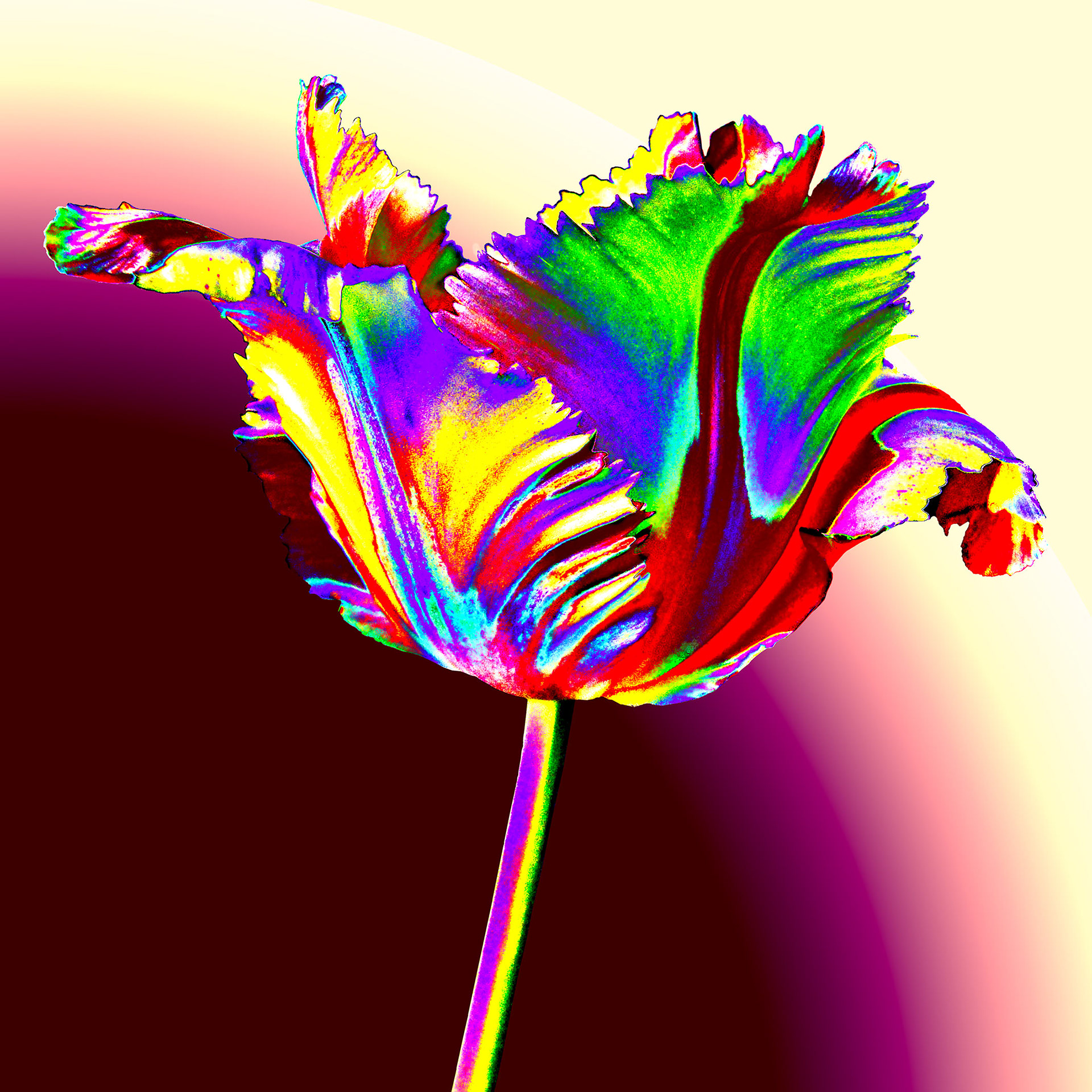Multi Colered Tulip