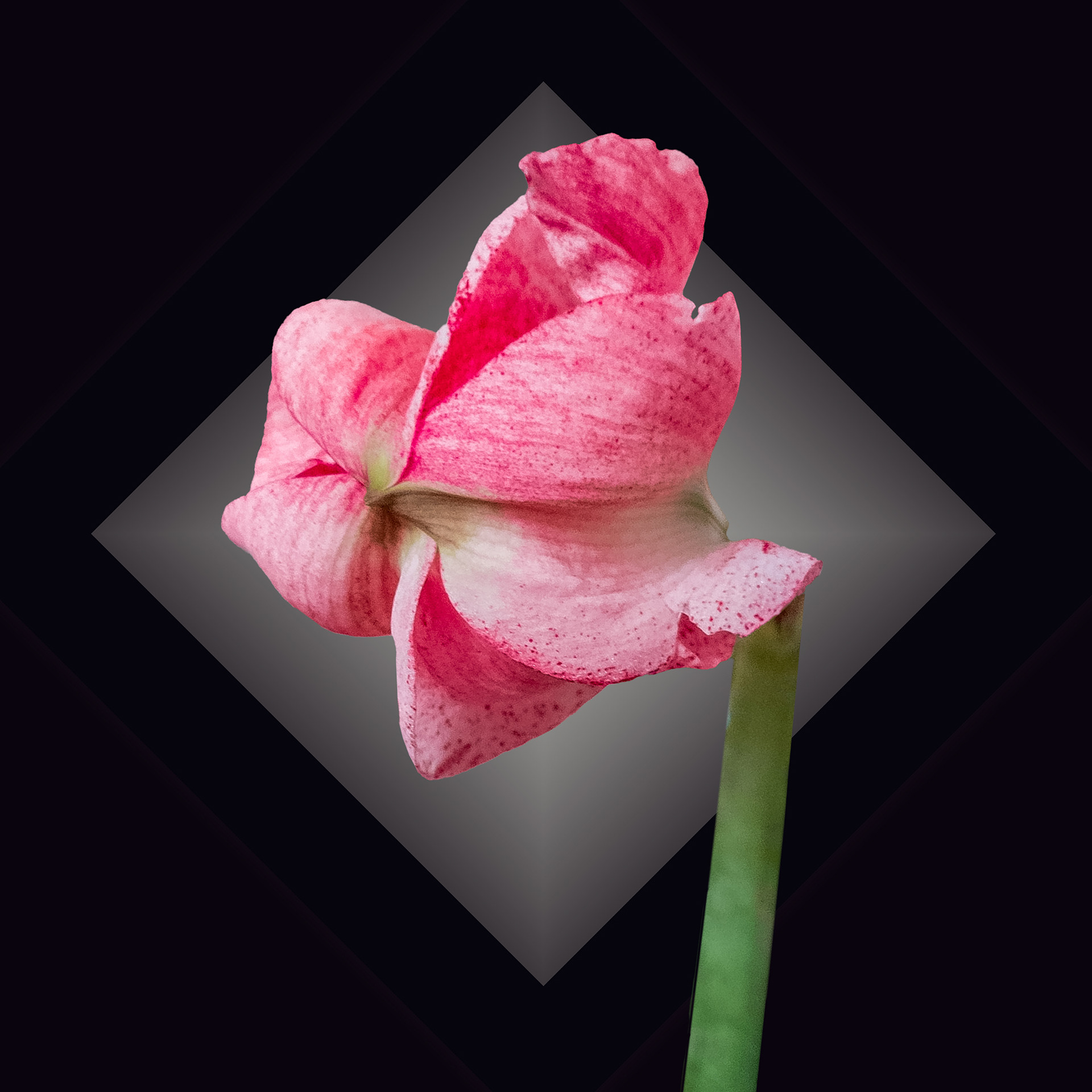 Amaryllis 050