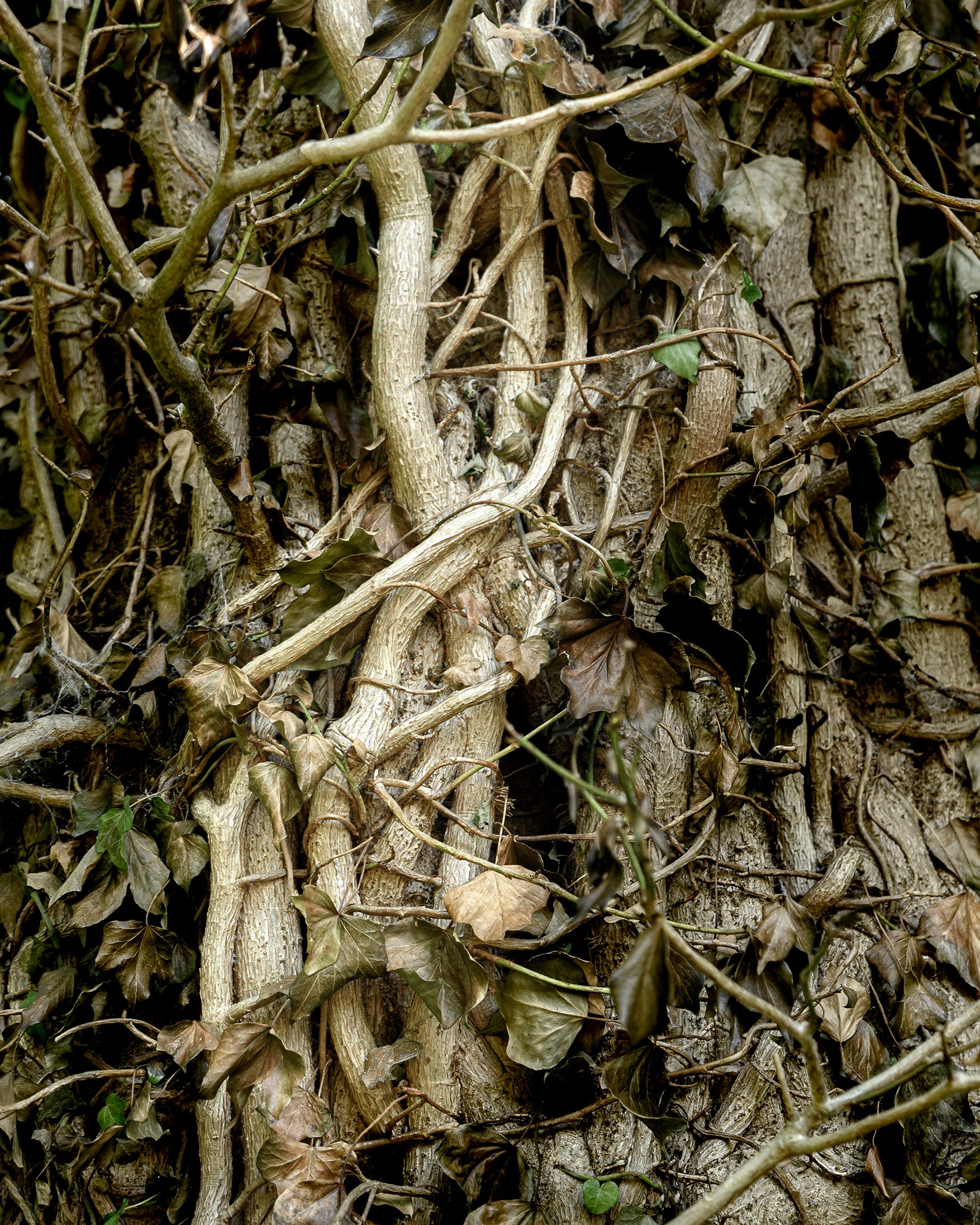 Overgrowth 196